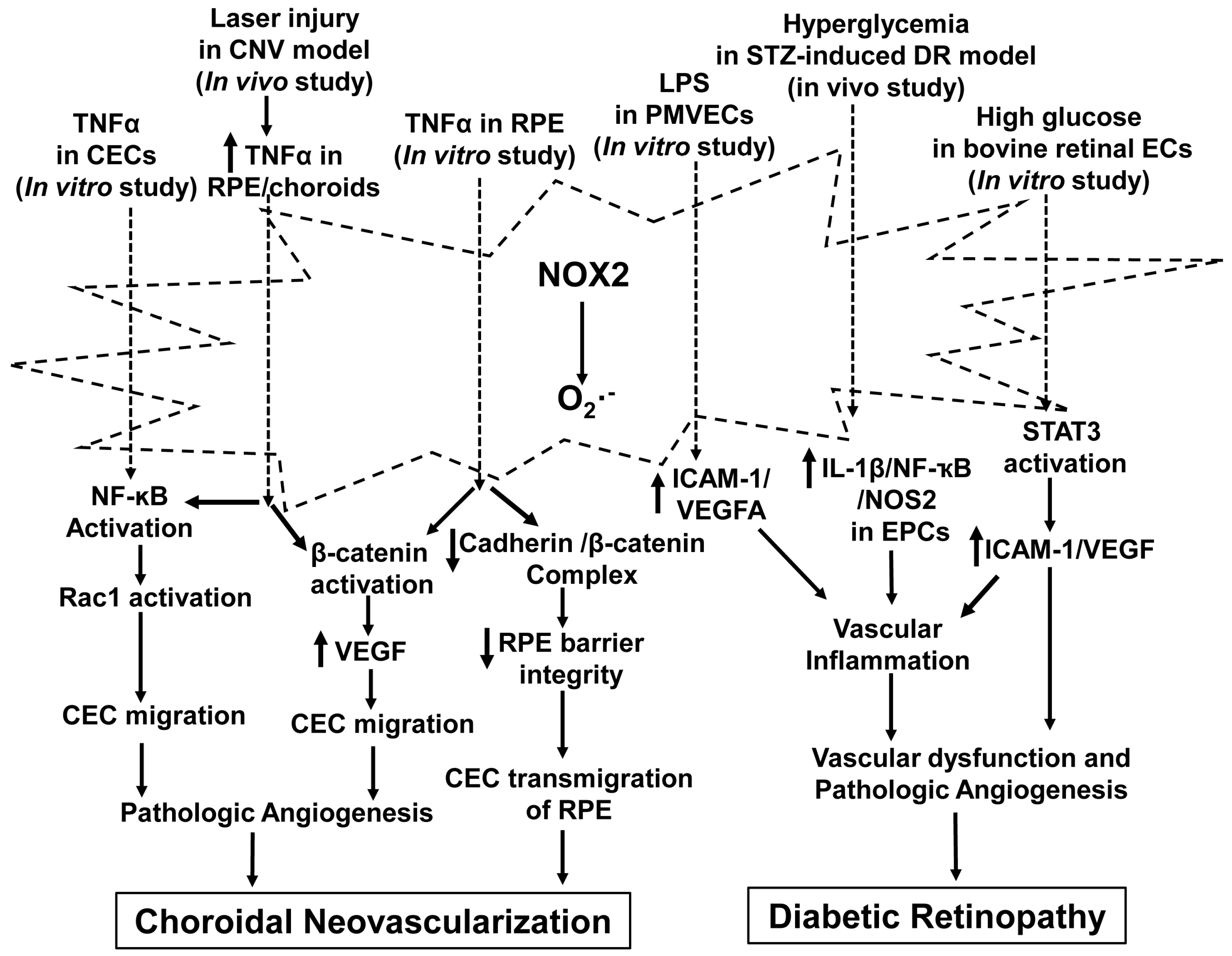 Antioxidants 06 00040 g003