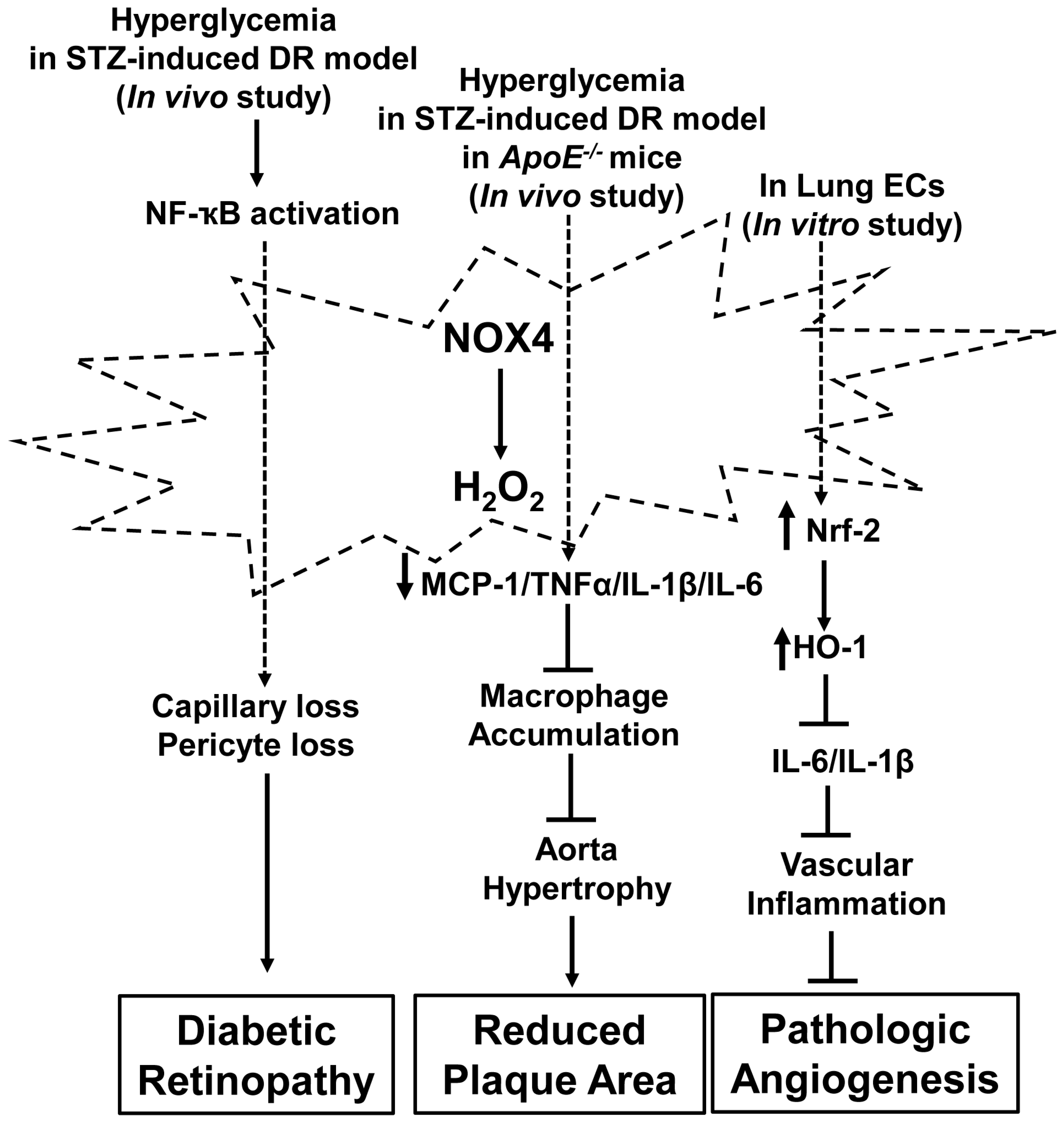 Antioxidants 06 00040 g006