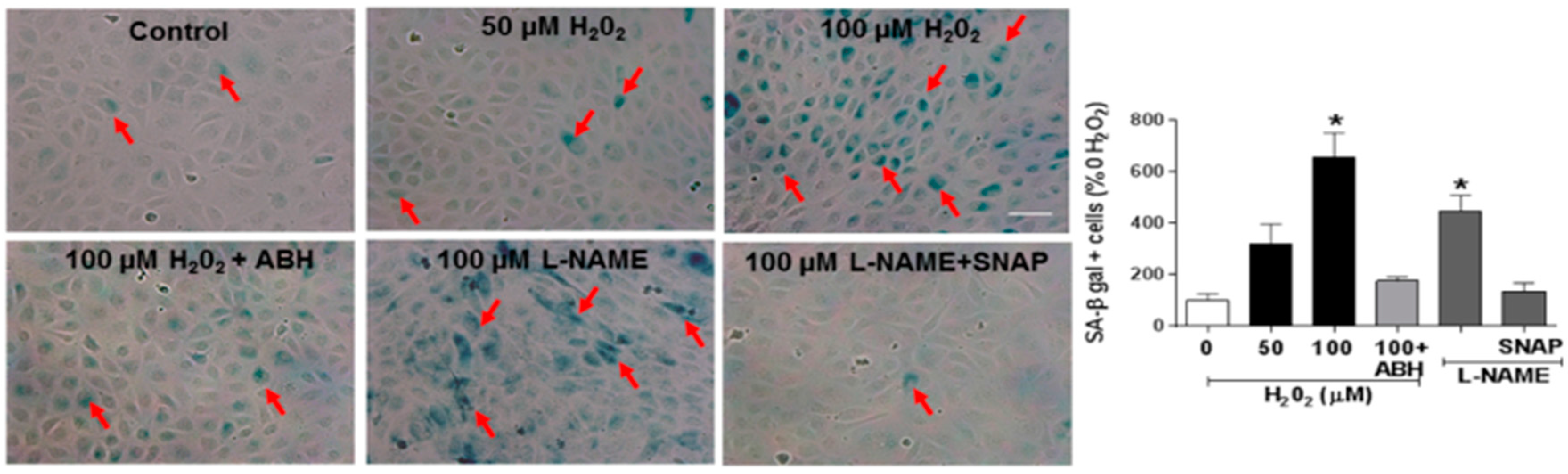 Antioxidants 06 00043 g009
