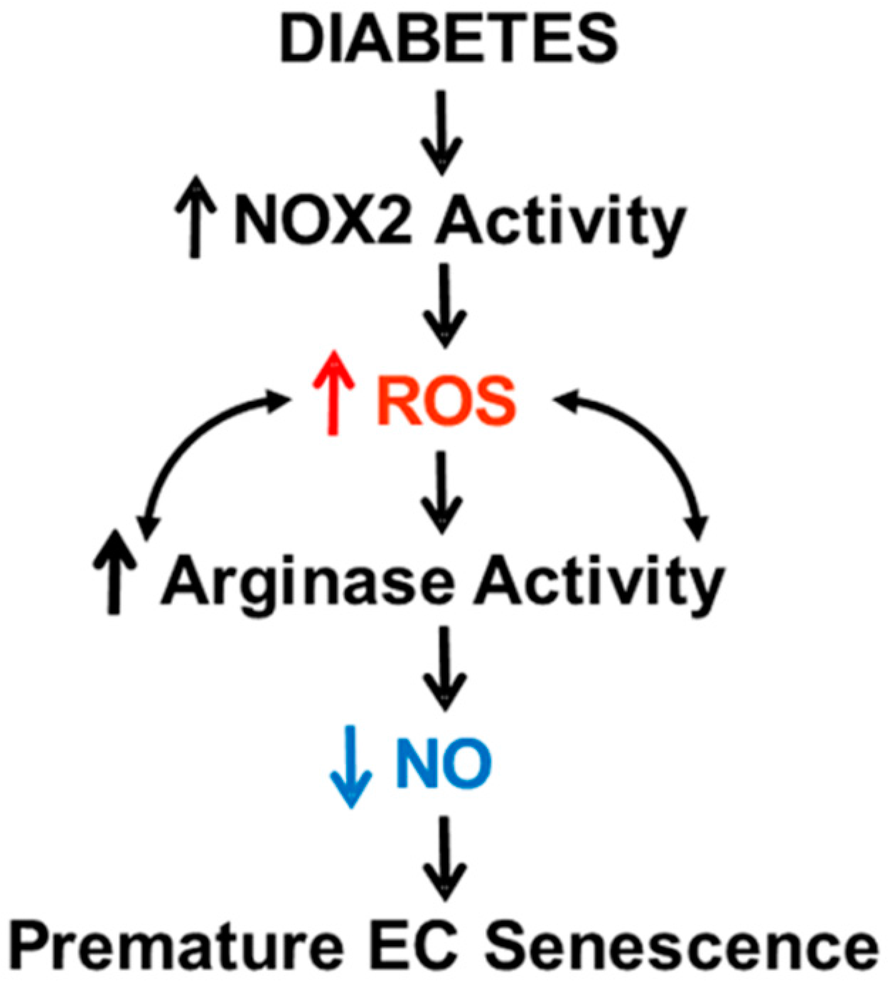 Antioxidants 06 00043 g011