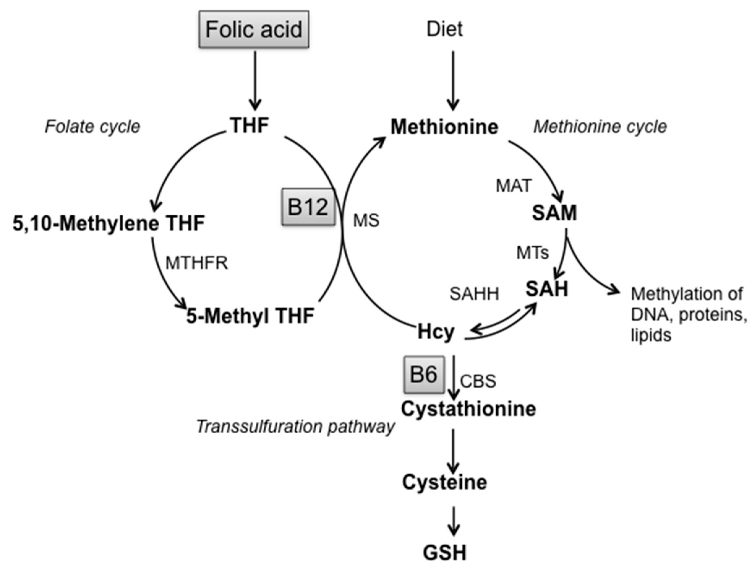 Antioxidants 06 00076 g001