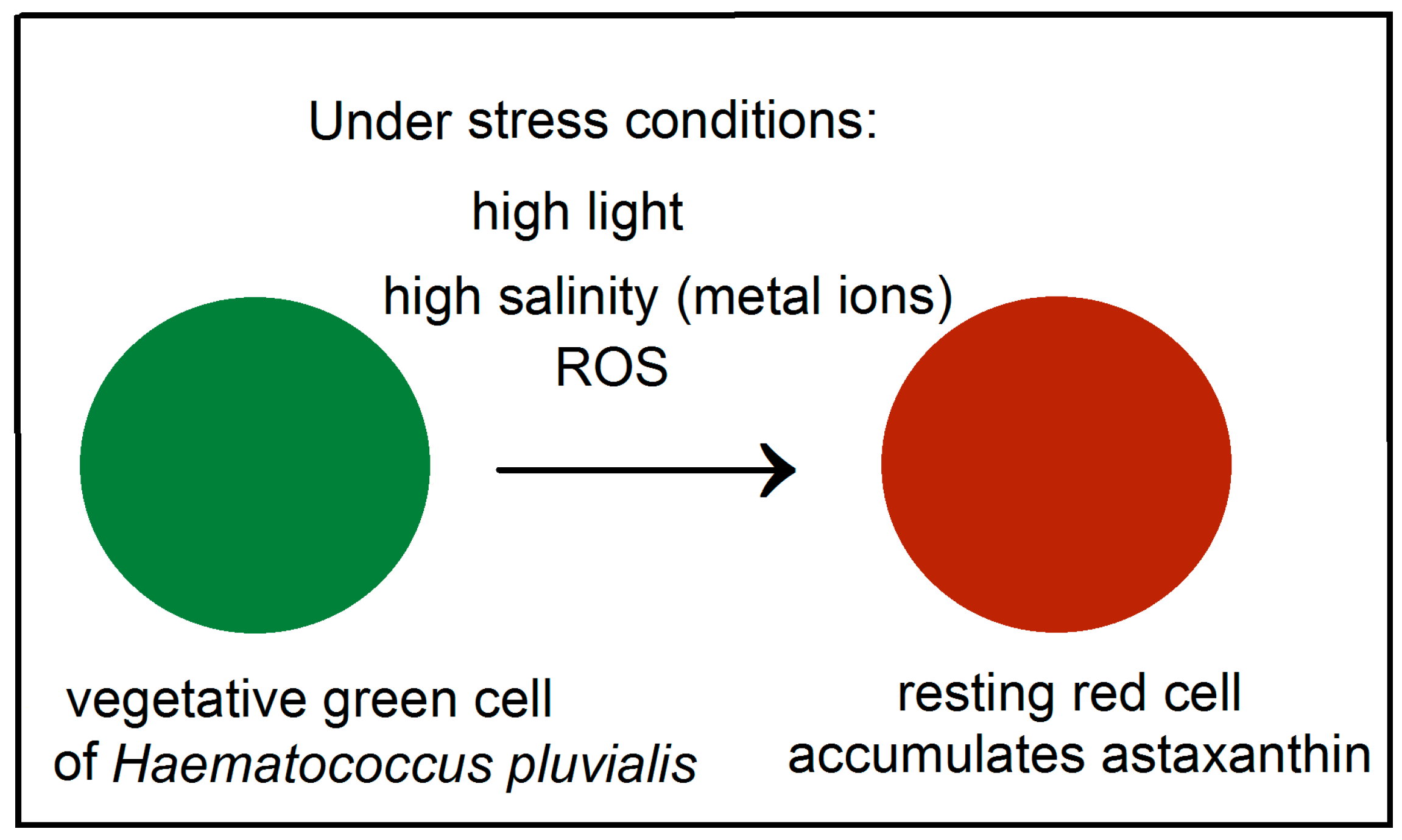 Astaxanthin Algae Brain Mind Article
