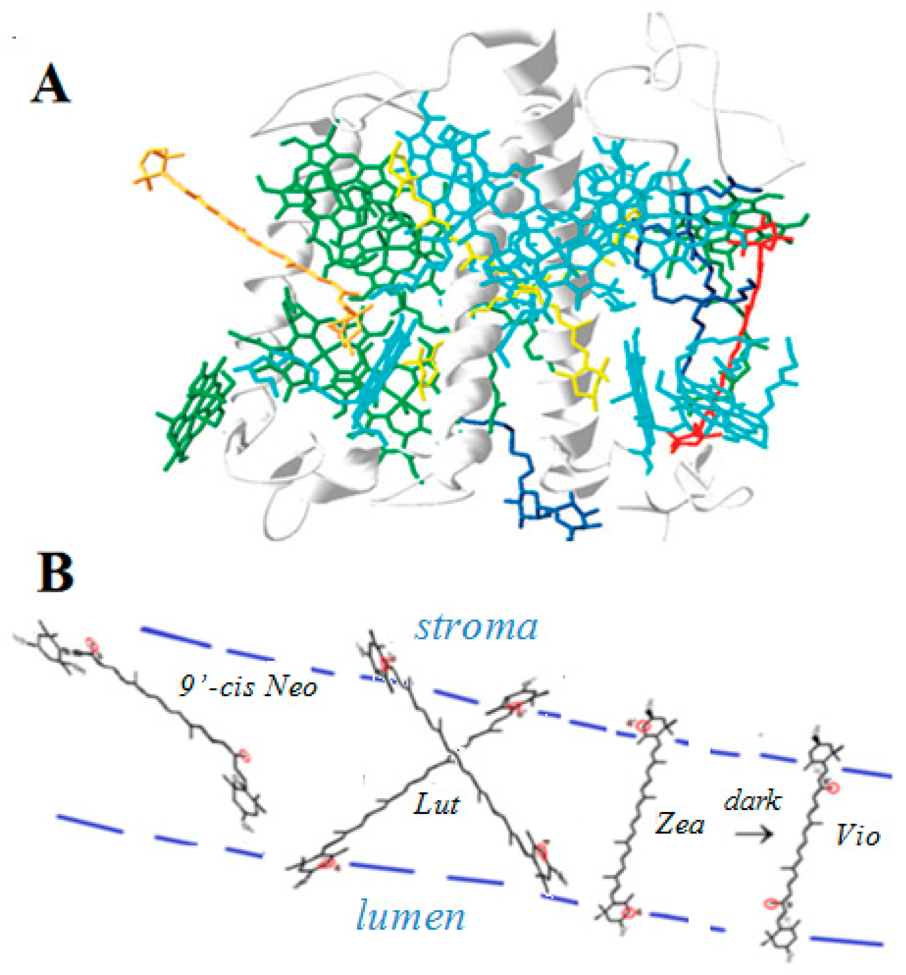 Antioxidants 06 00080 g006 Antioxidants 06 00080 g006