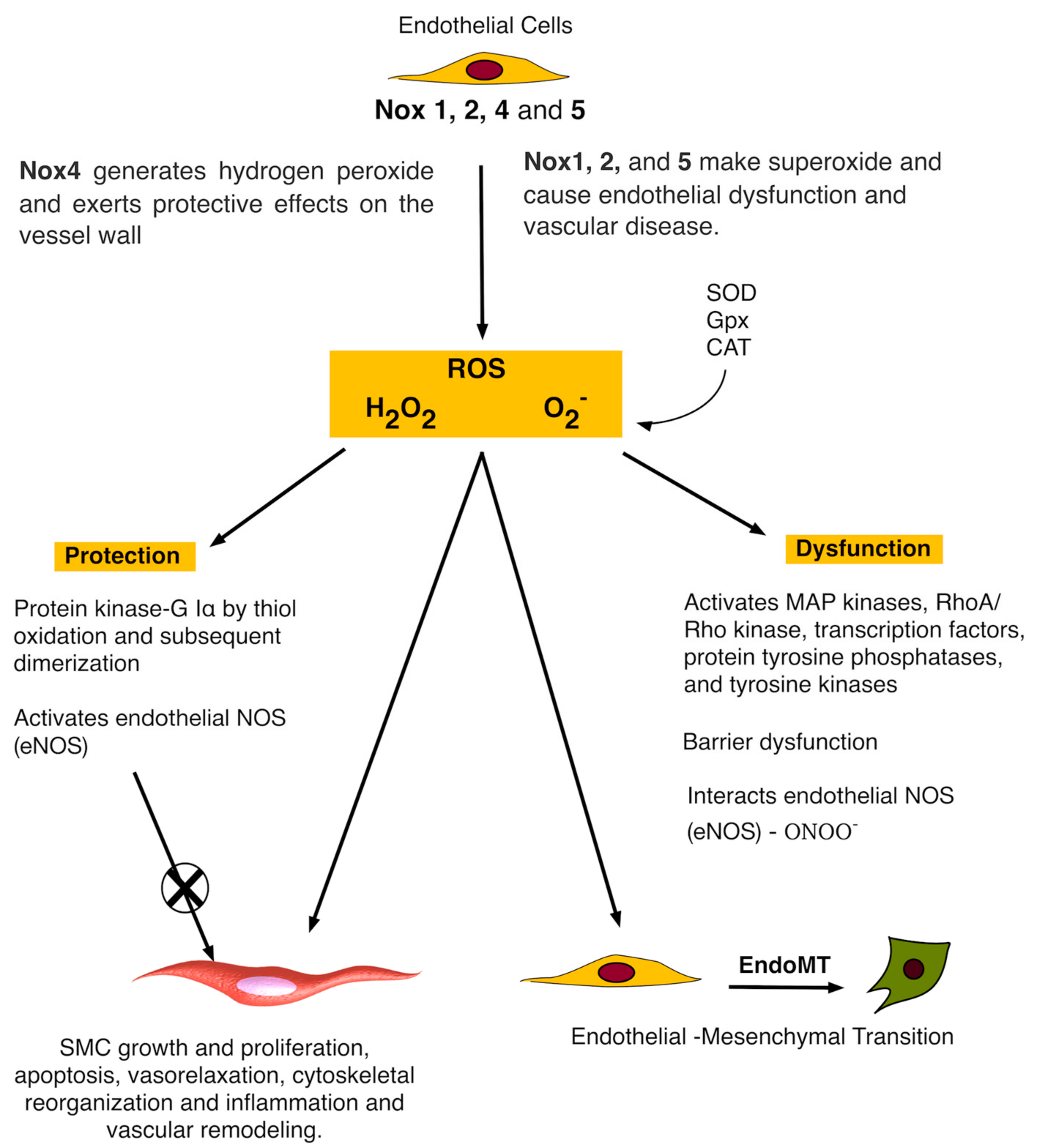 Antioxidants 06 00090 g002 Antioxidants 06 00090 g002