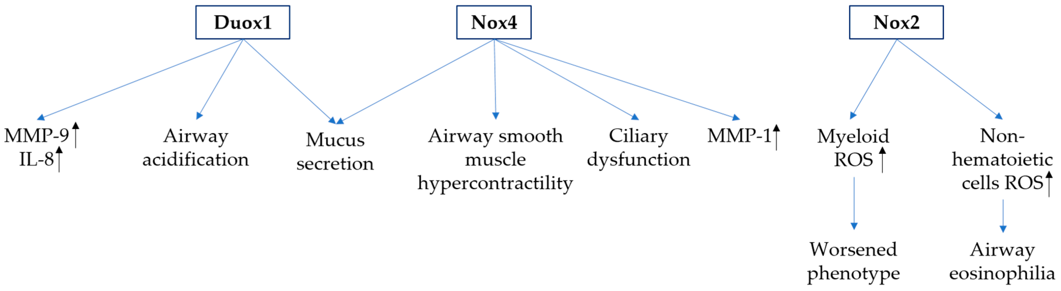 Antioxidants Free Full Text The Role Of Nicotinamide Adenine Dinucleotide Phosphate Oxidases In Lung Architecture Remodeling Html Antioxidants Free Full Text The Role Of Nicotinamide Adenine Dinucleotide Phosphate Oxidases In Lung Architecture Remodeling Html