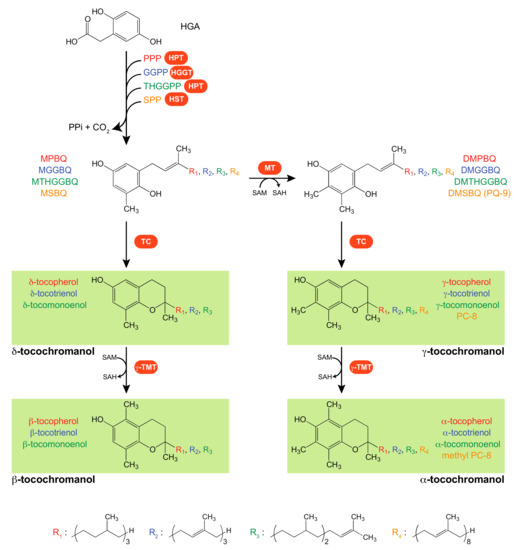 Antioxidants Free FullText Vitamin E Biosynthesis and Its
