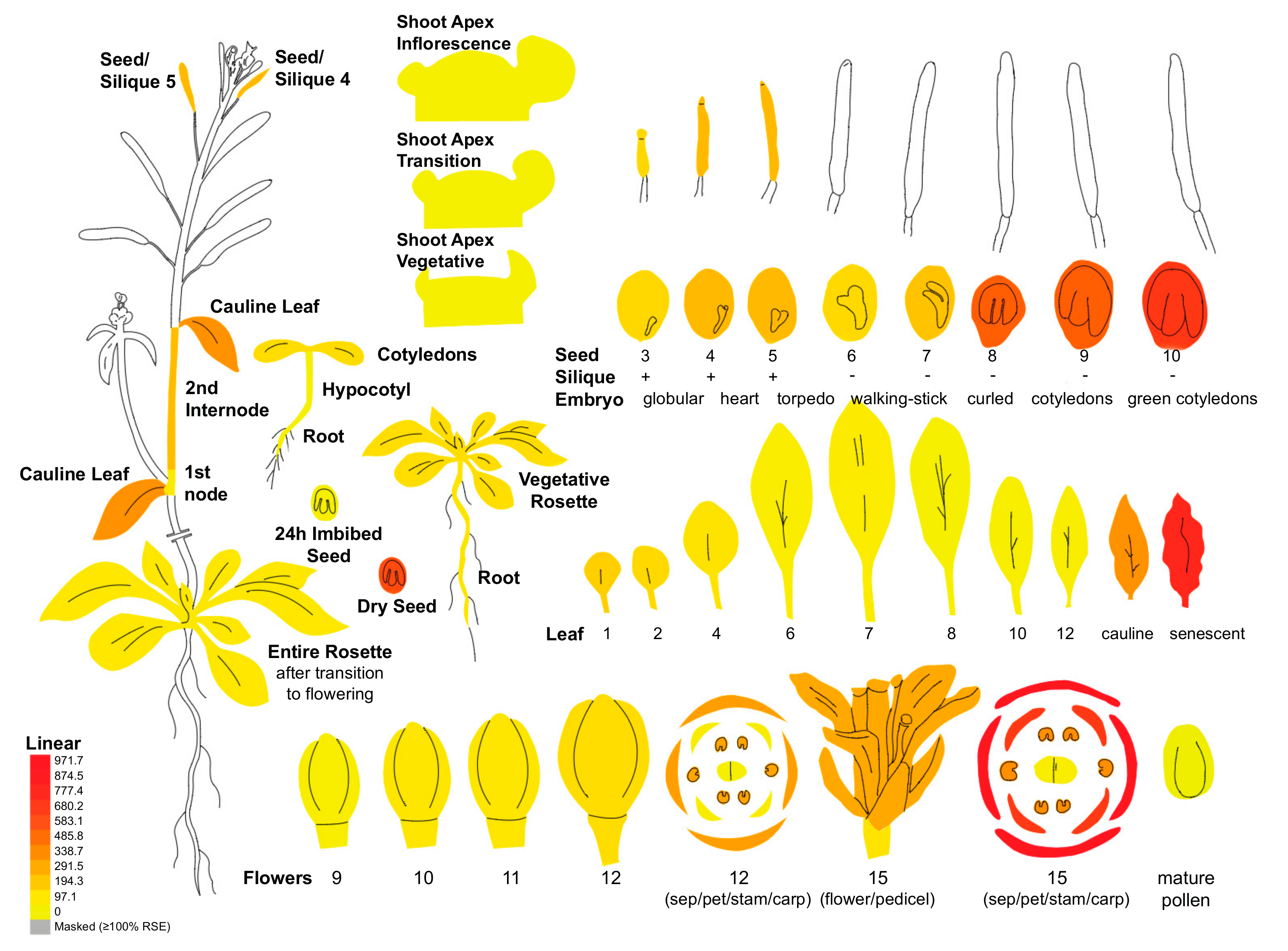Antioxidants 07 00002 g003 550