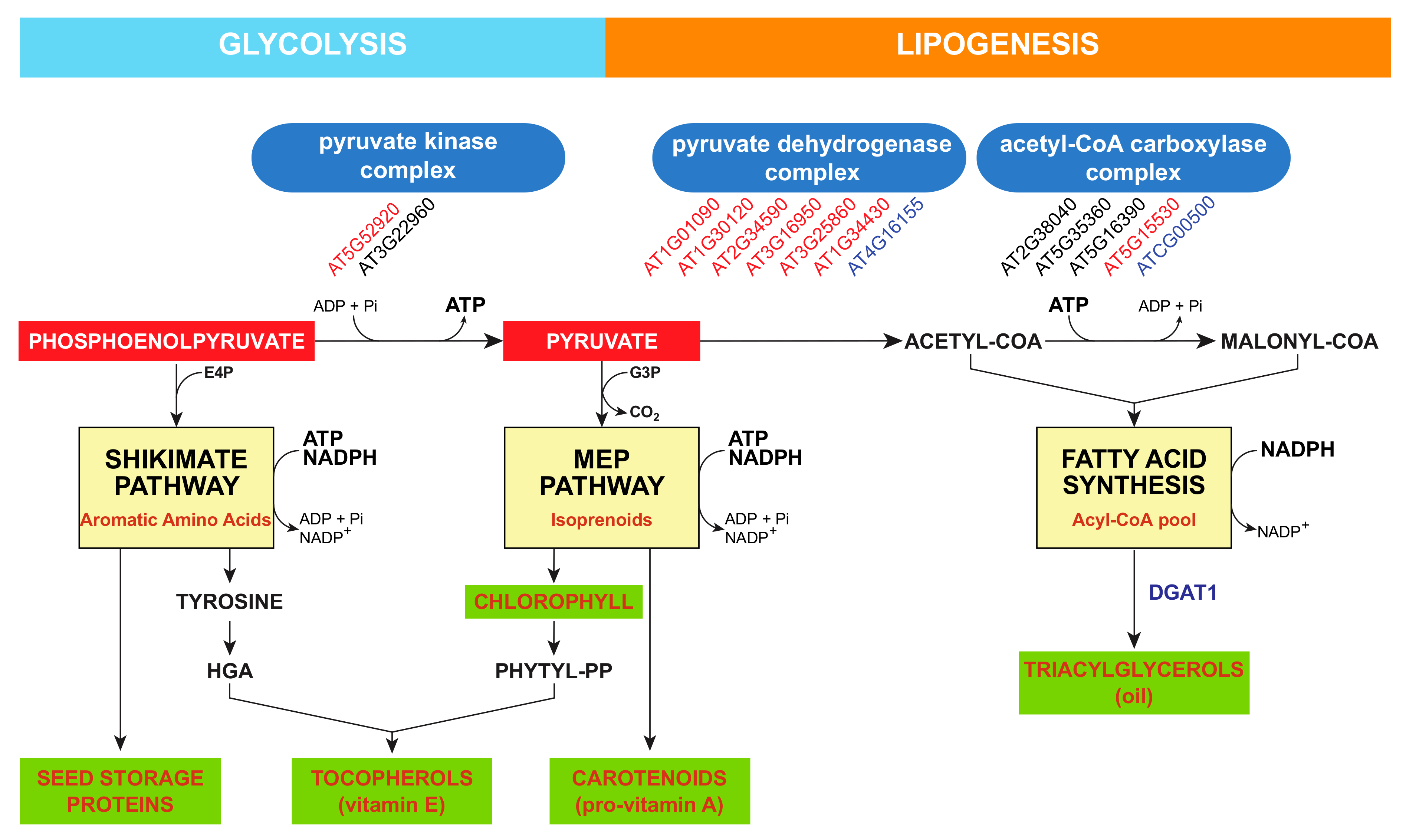 Antioxidants Free FullText Vitamin E Biosynthesis and Its