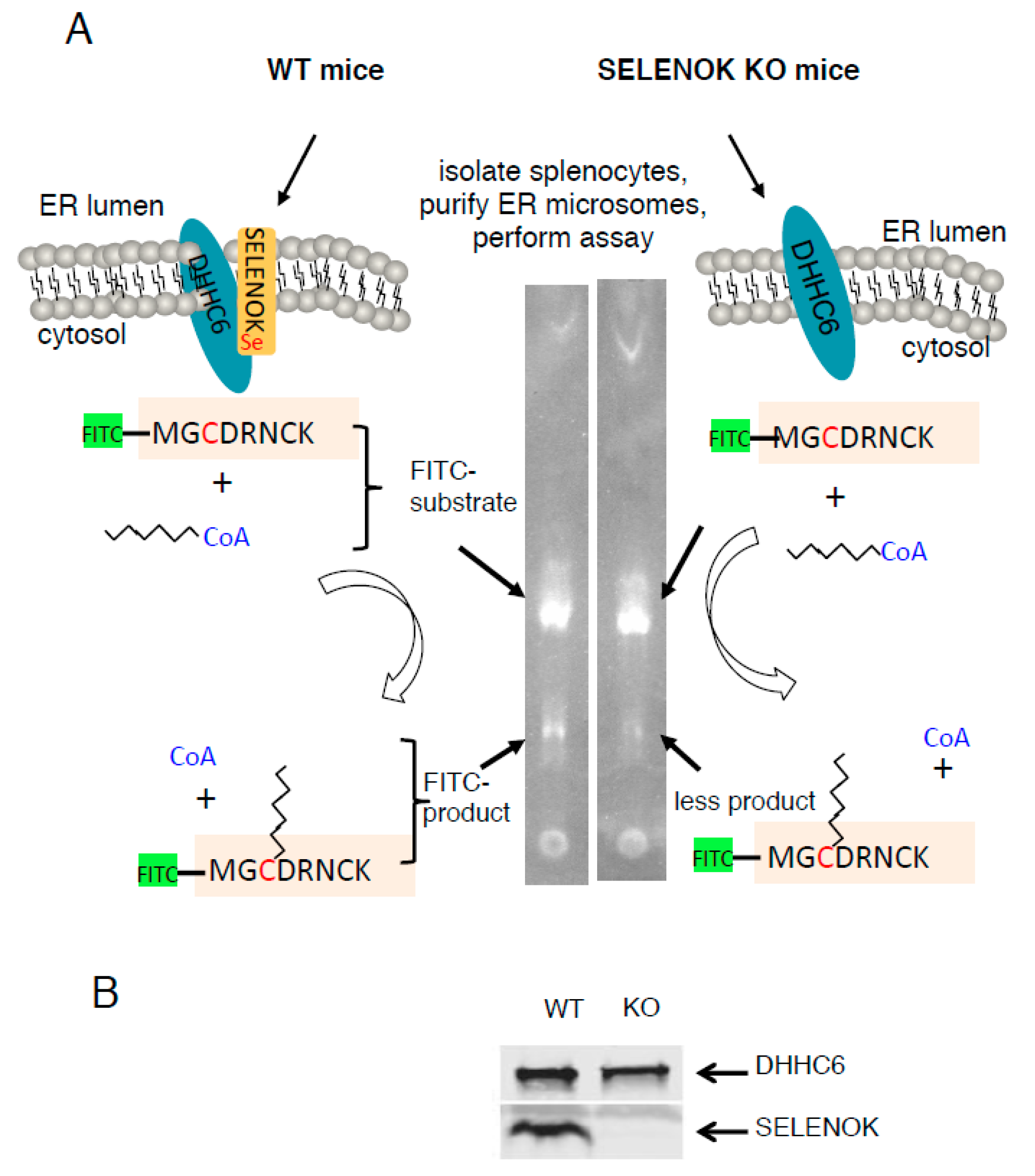 Antioxidants 07 00004 g001 550