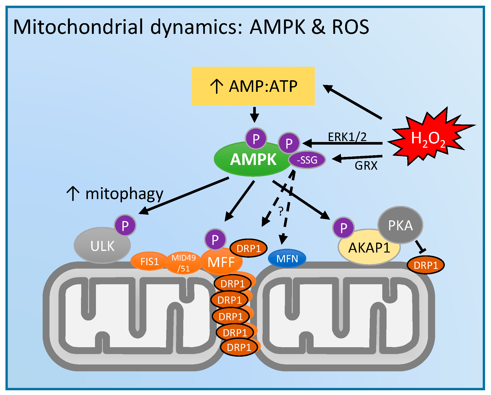 Antioxidants 07 00007 g003