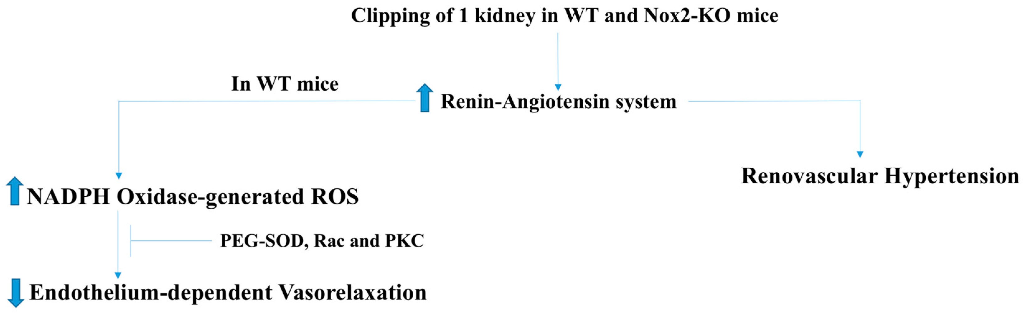 Antioxidants 07 00014 g005 Antioxidants 07 00014 g005