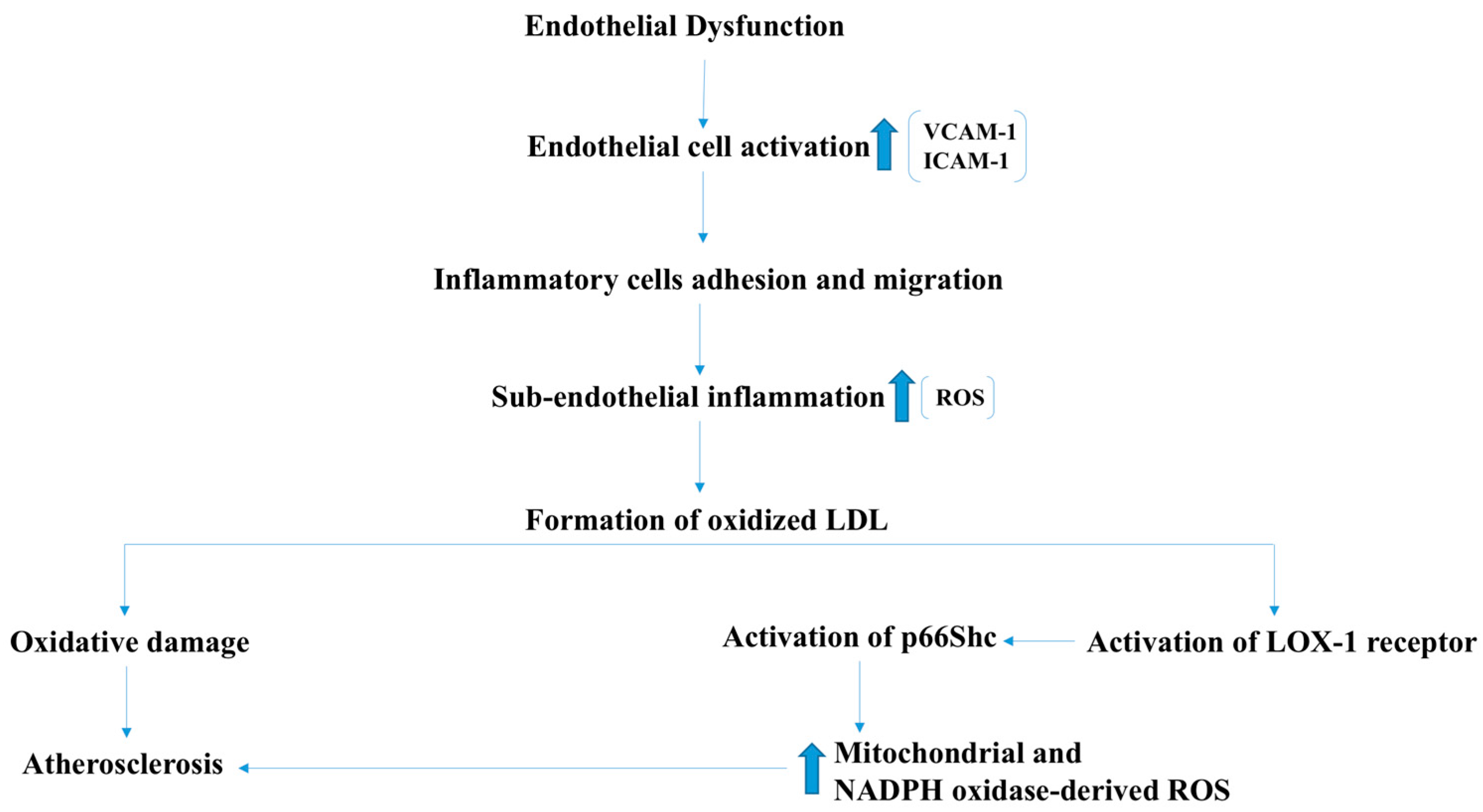 Antioxidants 07 00014 g007 Antioxidants 07 00014 g007