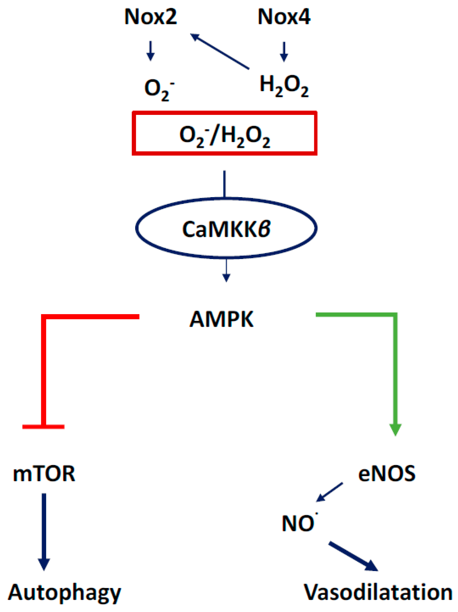 Antioxidants 07 00014 g011 Antioxidants 07 00014 g011