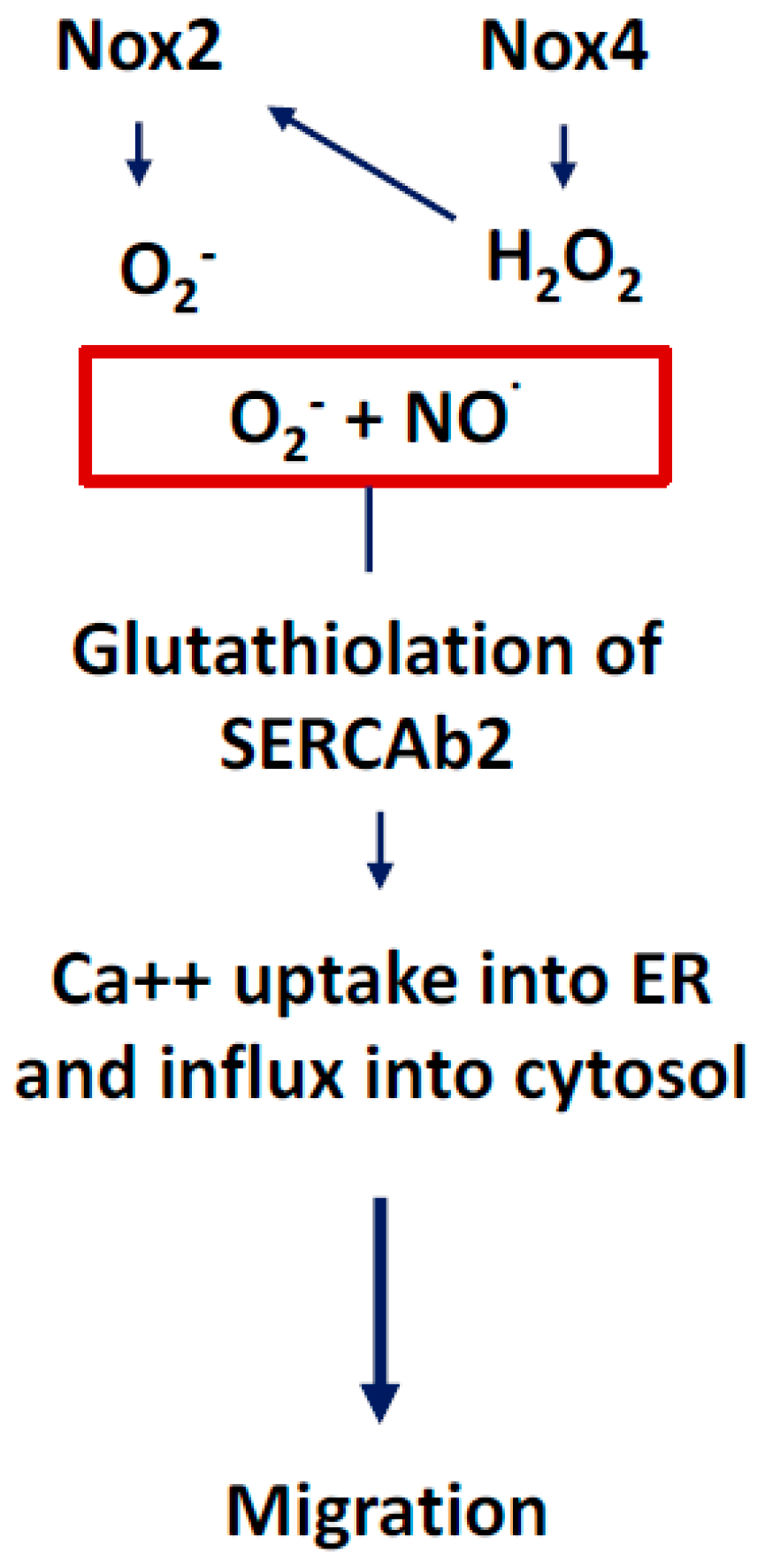 Antioxidants 07 00014 g012 Antioxidants 07 00014 g012