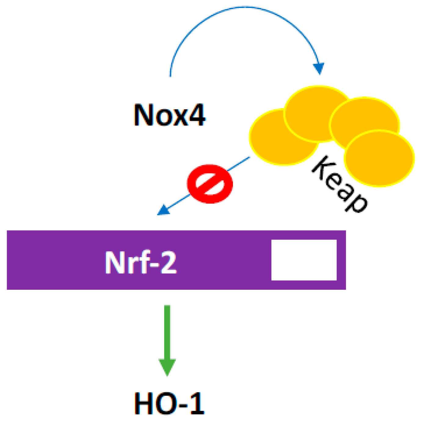 Antioxidants 07 00014 g013 Antioxidants 07 00014 g013