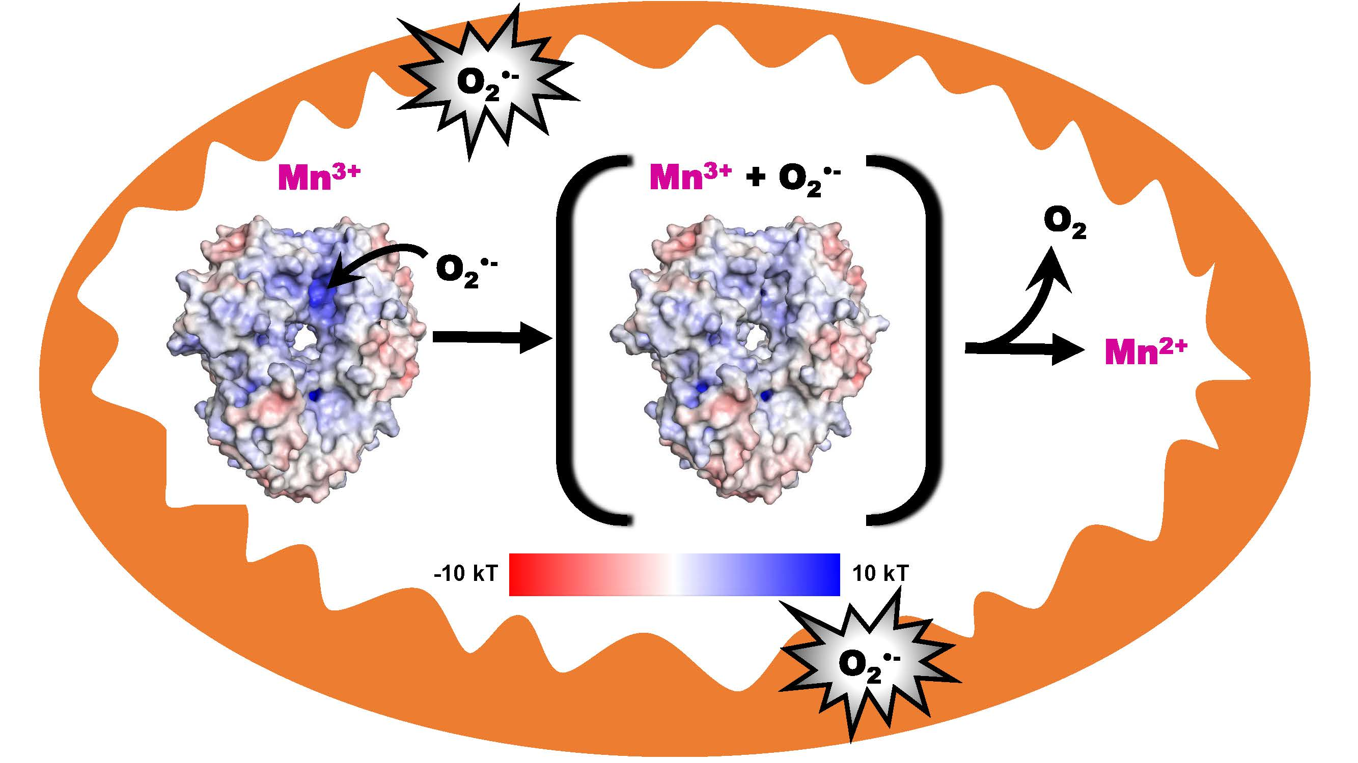 Antioxidants Free FullText A Review of the Catalytic Mechanism of
