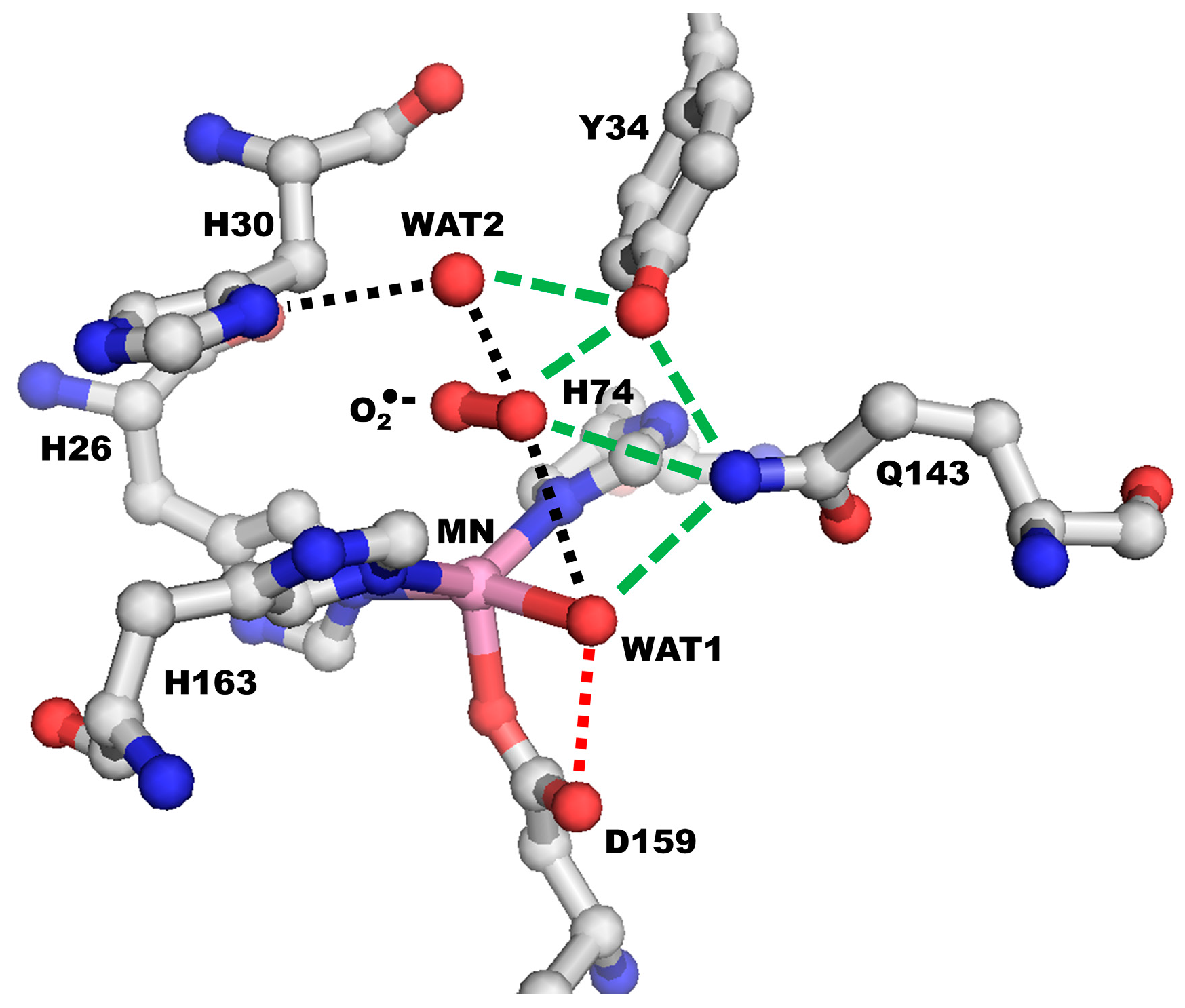 Antioxidants Free Full Text A Review Of The Catalytic Mechanism Of Human Manganese Superoxide Dismutase