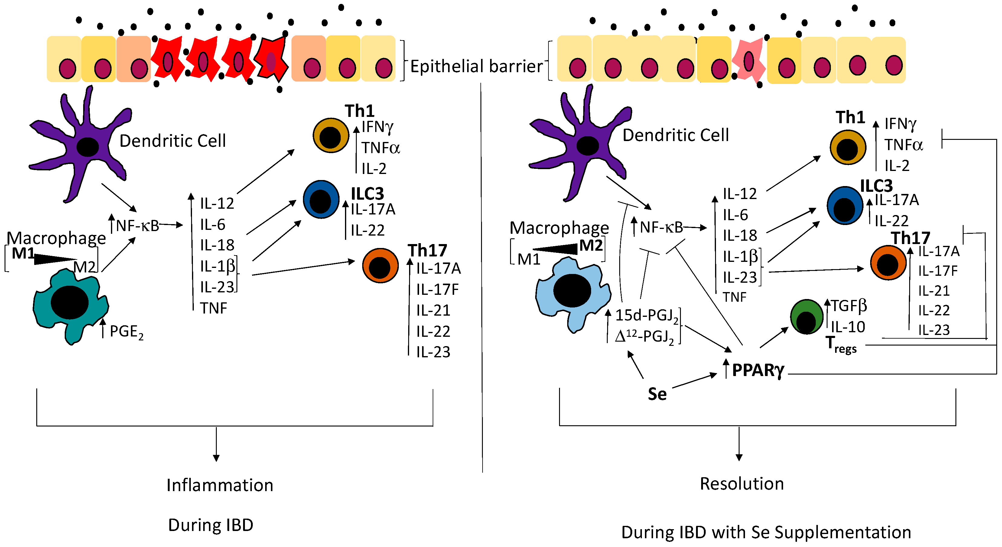 Antioxidants 07 00036 g001 550