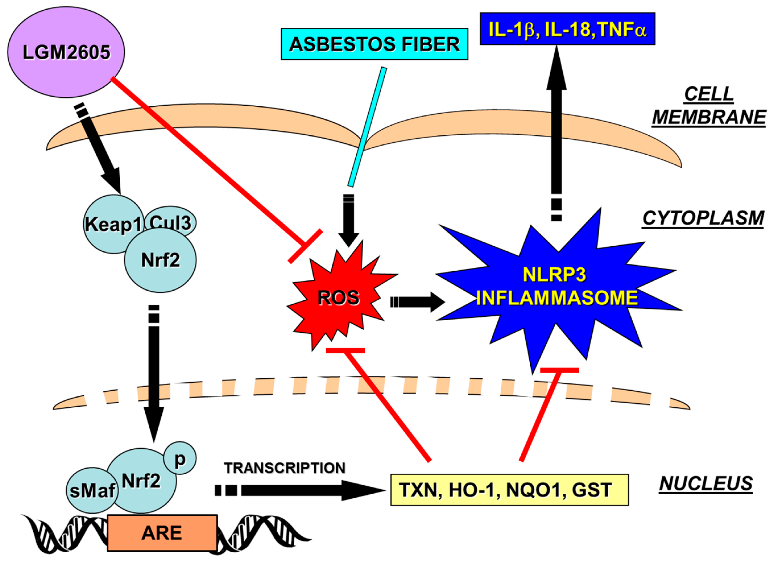Antioxidants 07 00038 g008 550