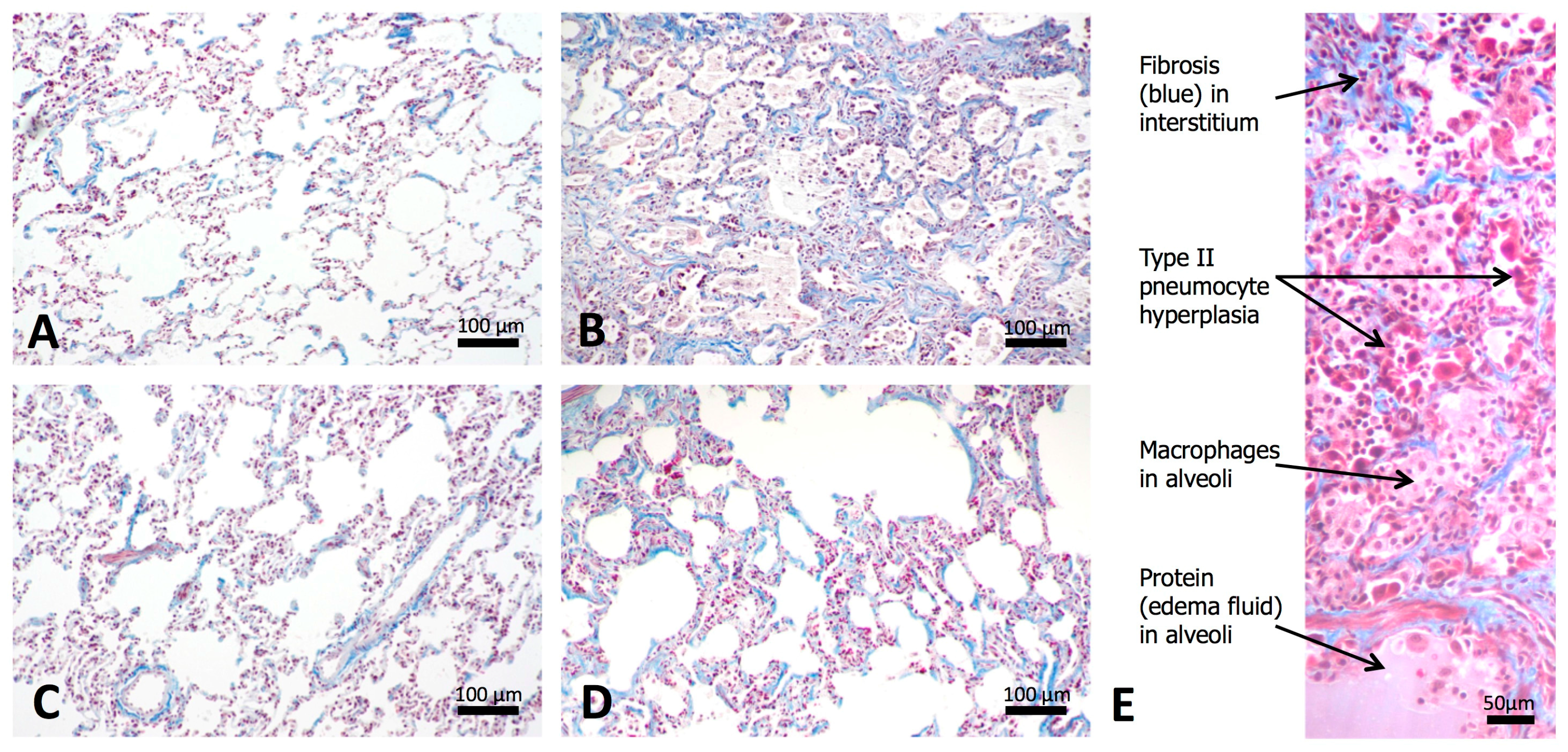 Antioxidants 07 00040 g007 Antioxidants 07 00040 g007