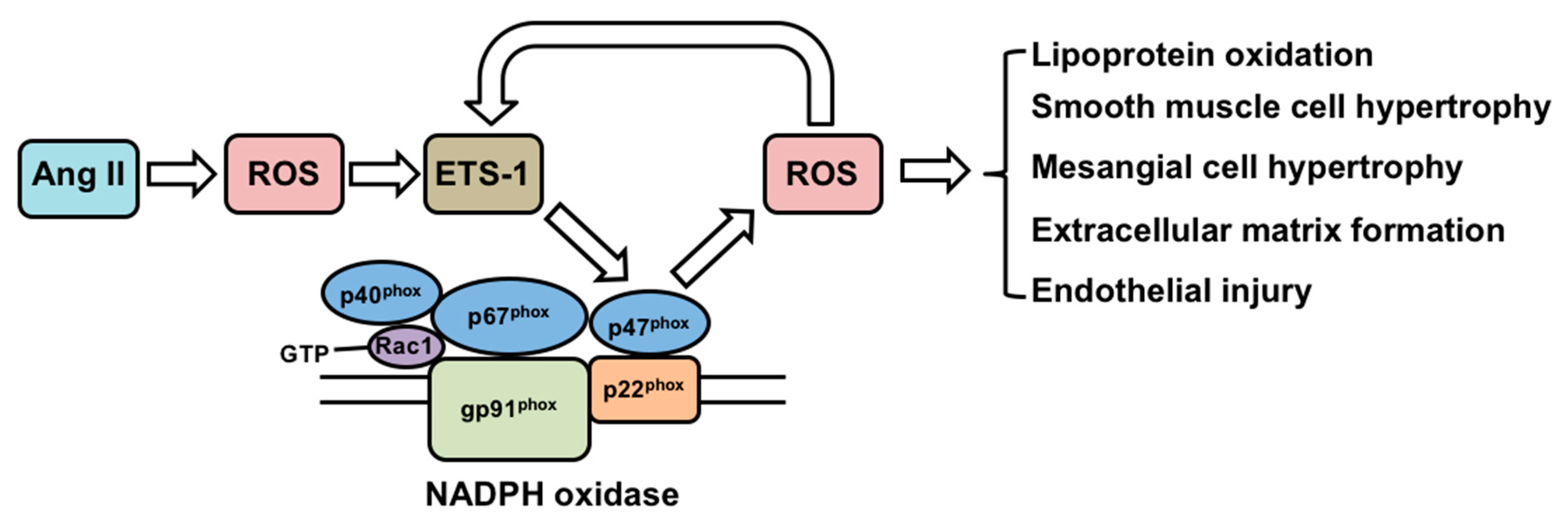Antioxidants Free FullText Transcription Factor ETS1 and Reactive