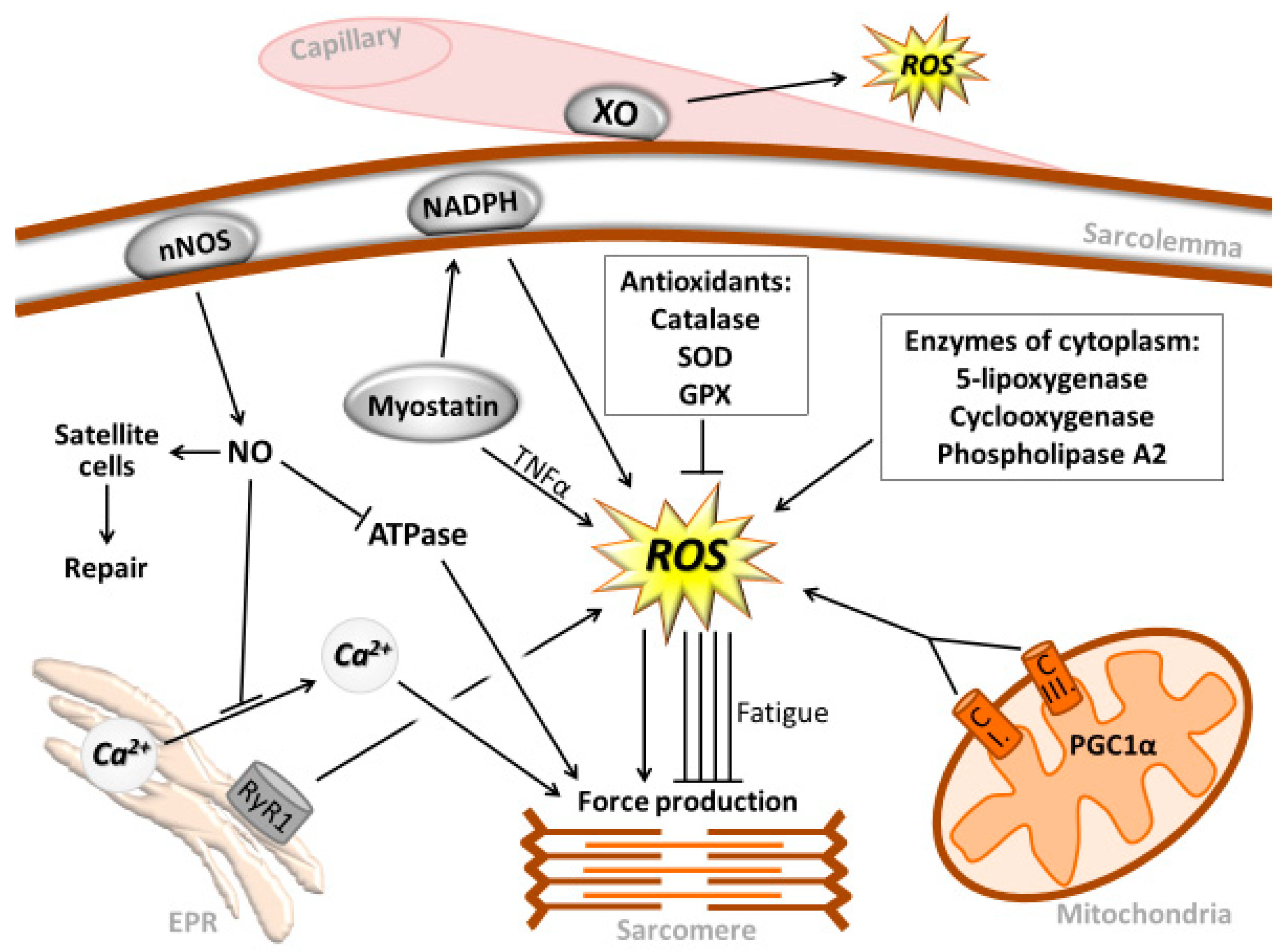 Antioxidants Free FullText Reactive Oxygen and Nitrogen Species
