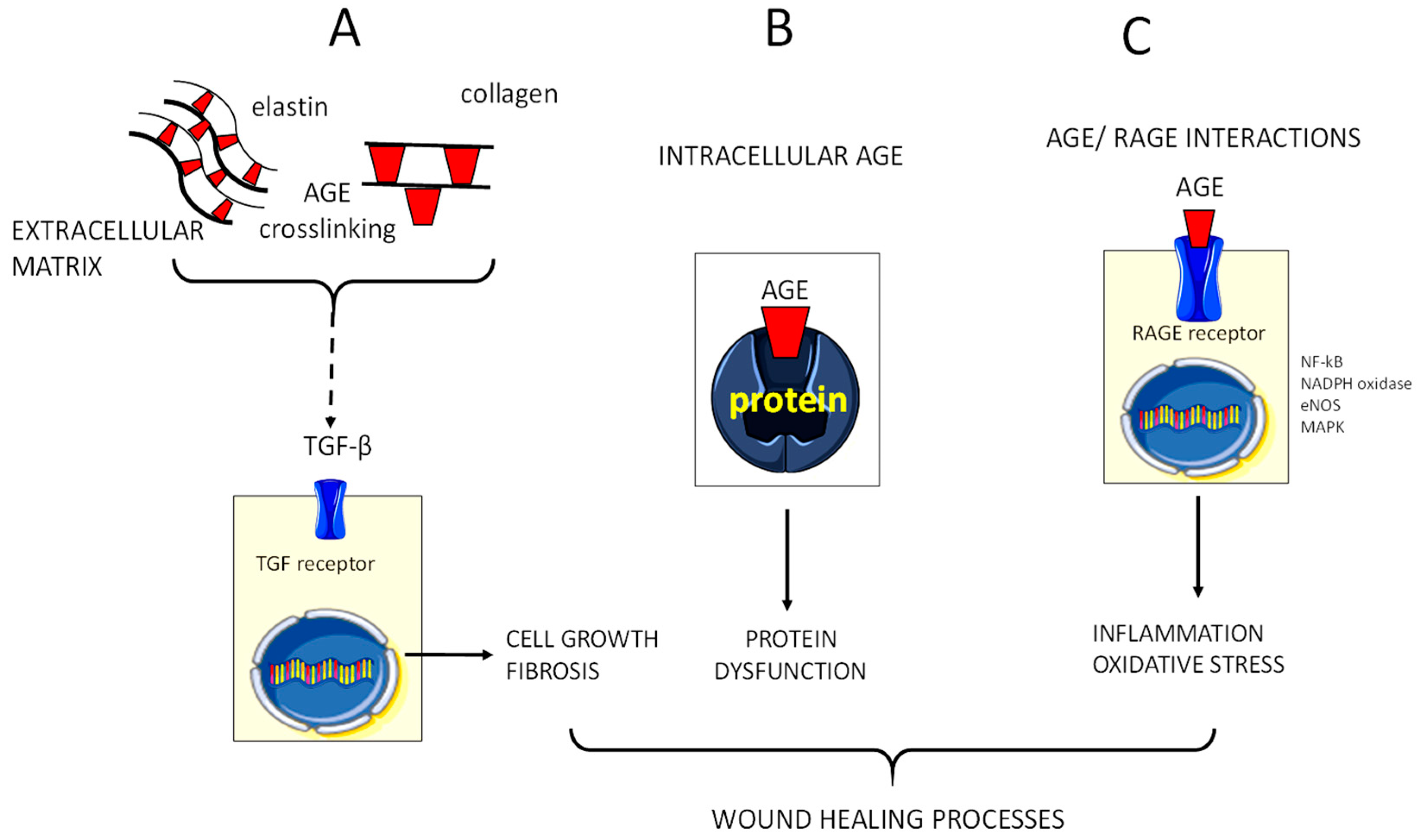 Antioxidants 07 00098 g002