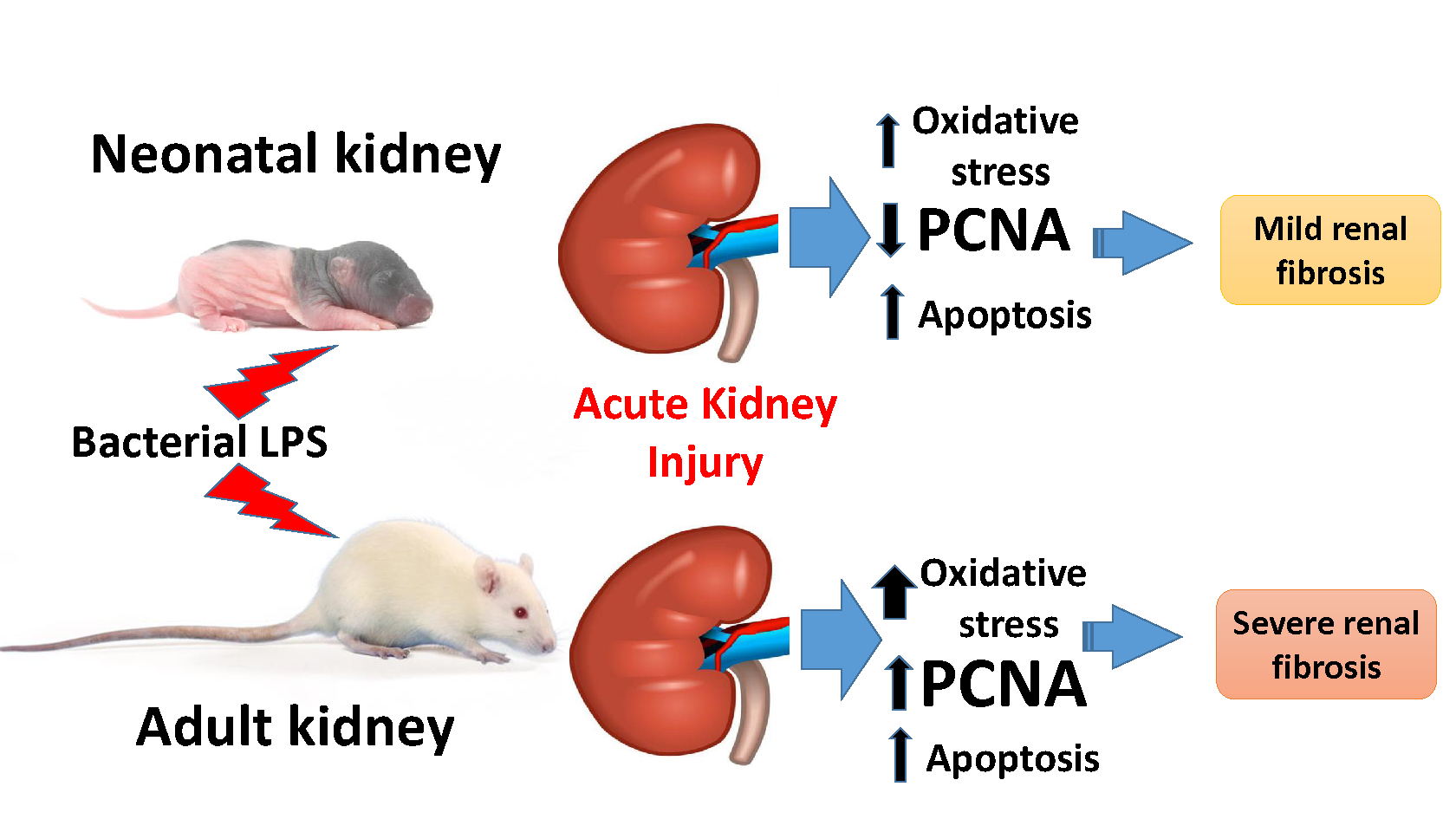 Antioxidants Free FullText Mechanisms of LPSInduced Acute Kidney