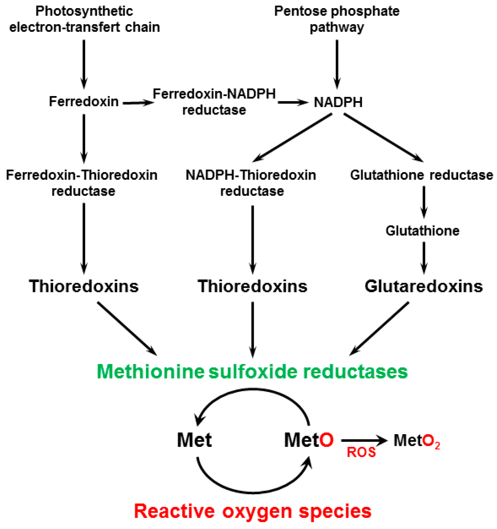 Antioxidants 07 00114 g001
