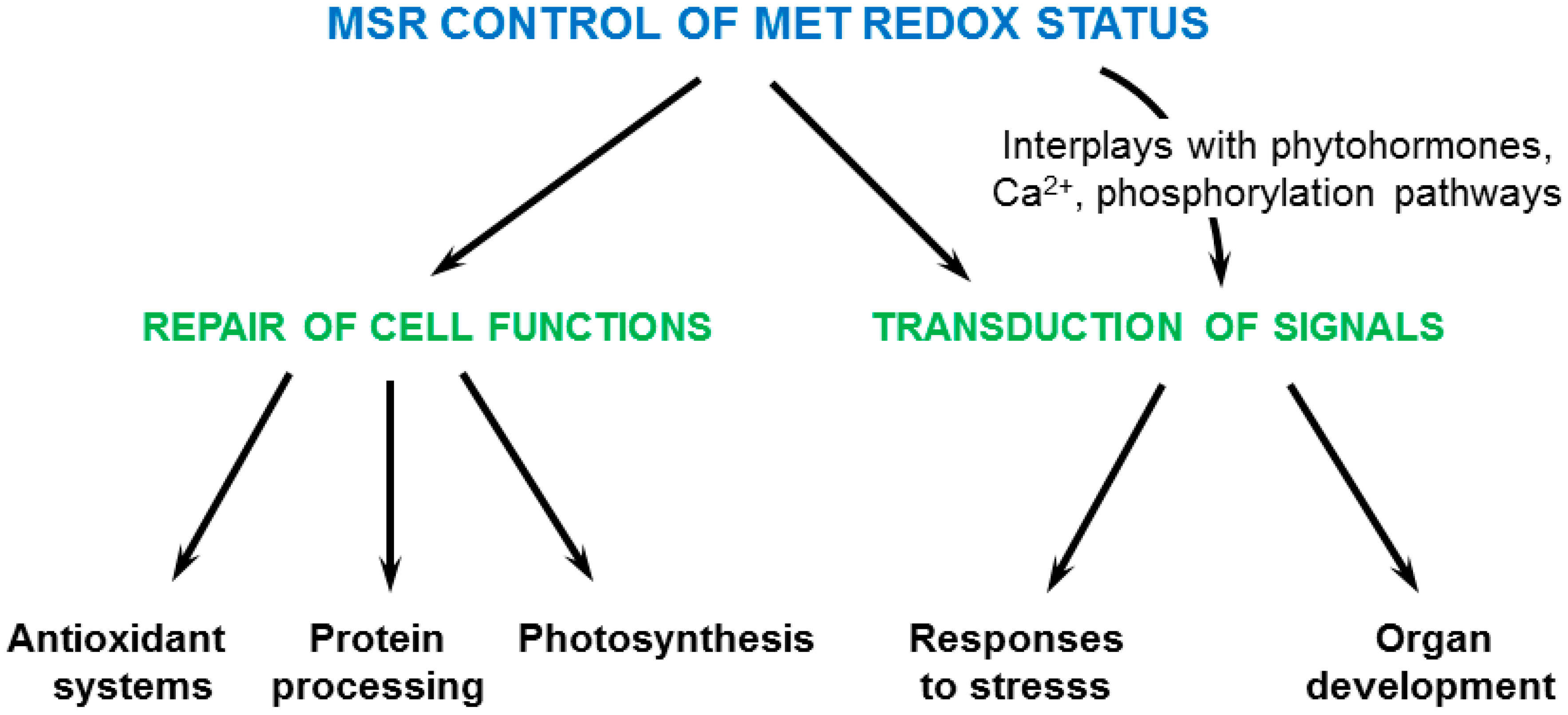 Antioxidants 07 00114 g004