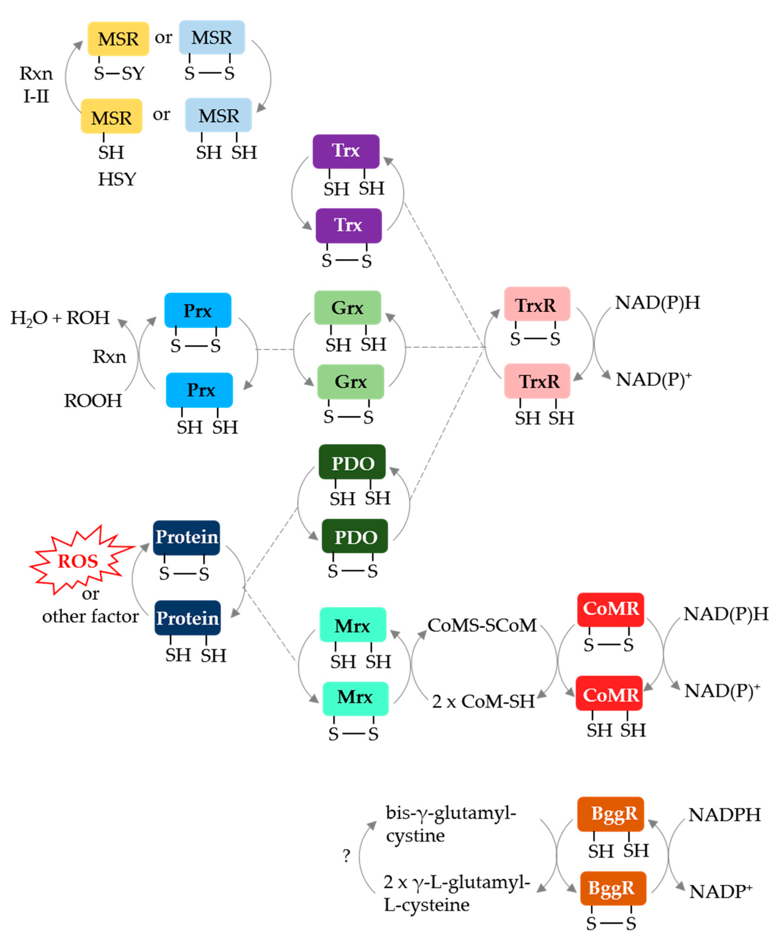 Antioxidants 07 00124 g005 Antioxidants 07 00124 g005