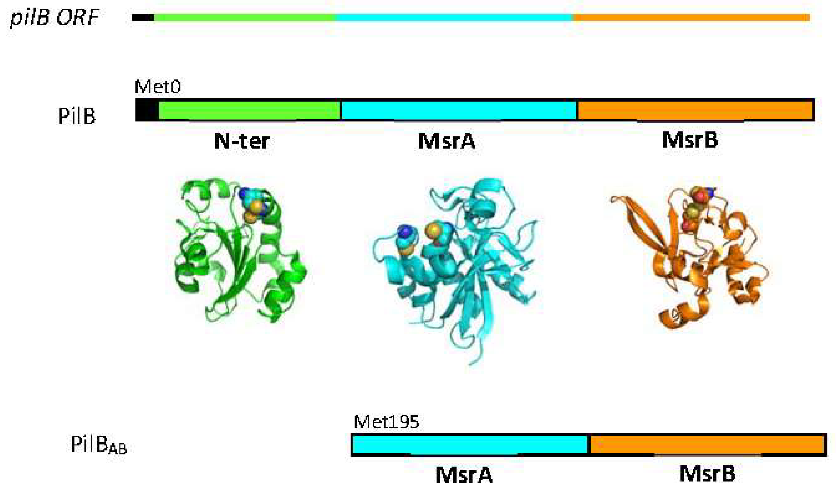 Antioxidants 07 00131 g002