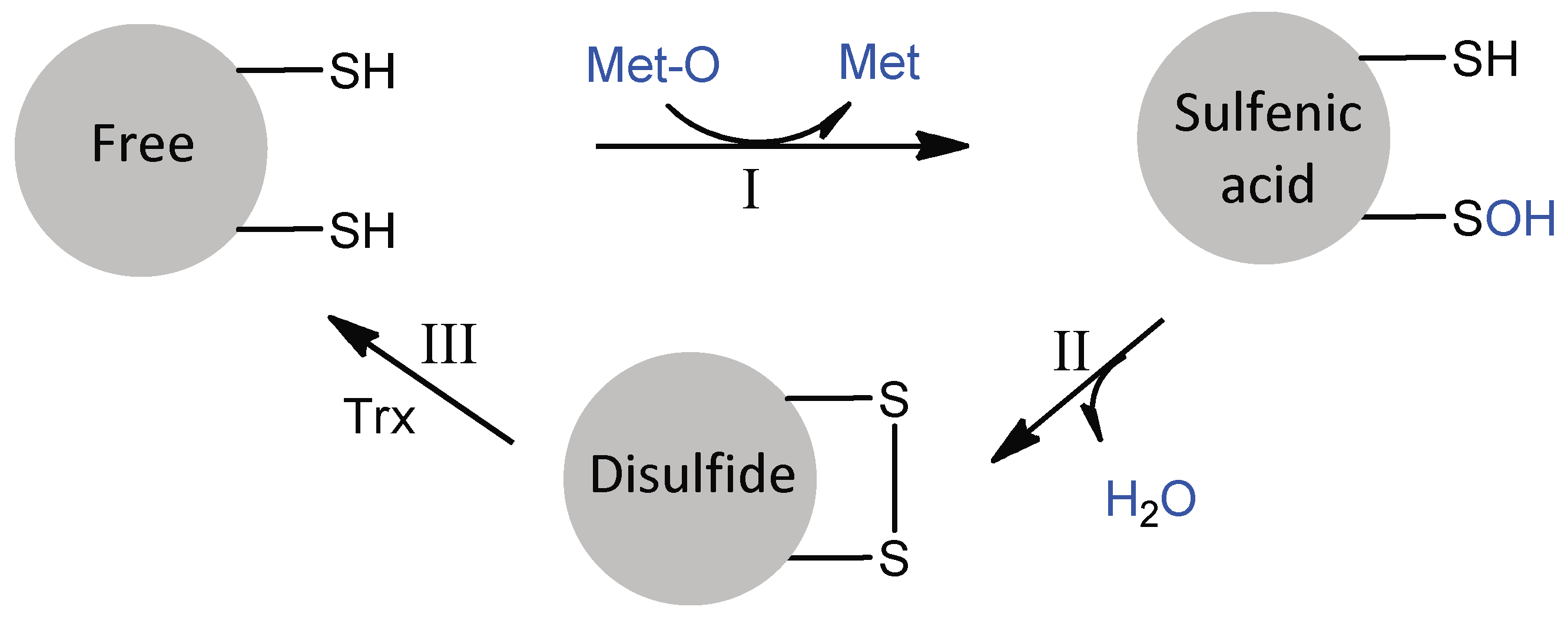 Antioxidants 07 00131 g003