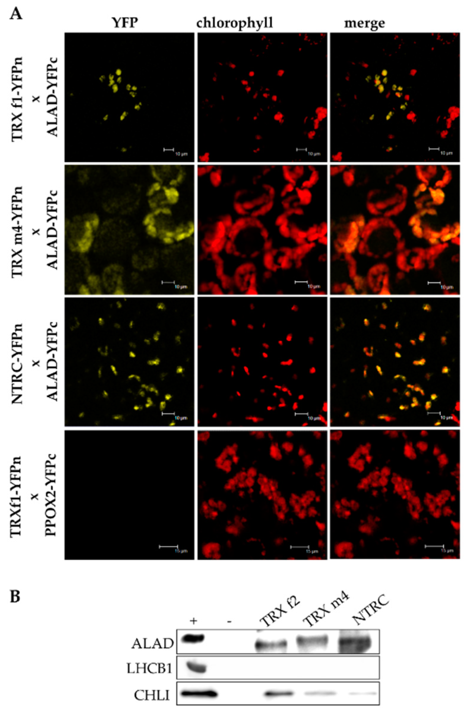 Antioxidants 07 00152 g004 Antioxidants 07 00152 g004