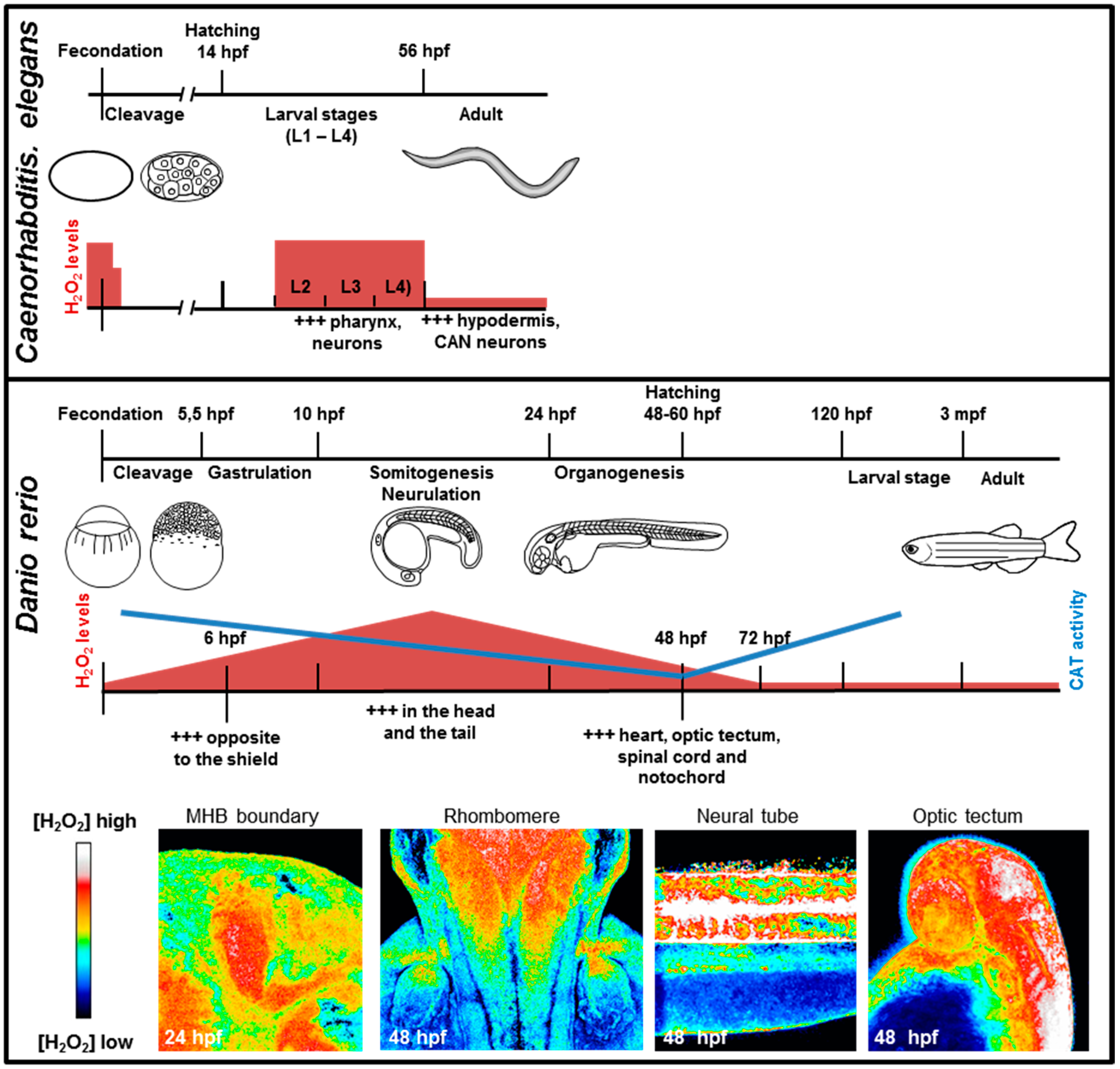 Antioxidants 07 00159 g002 Antioxidants 07 00159 g002