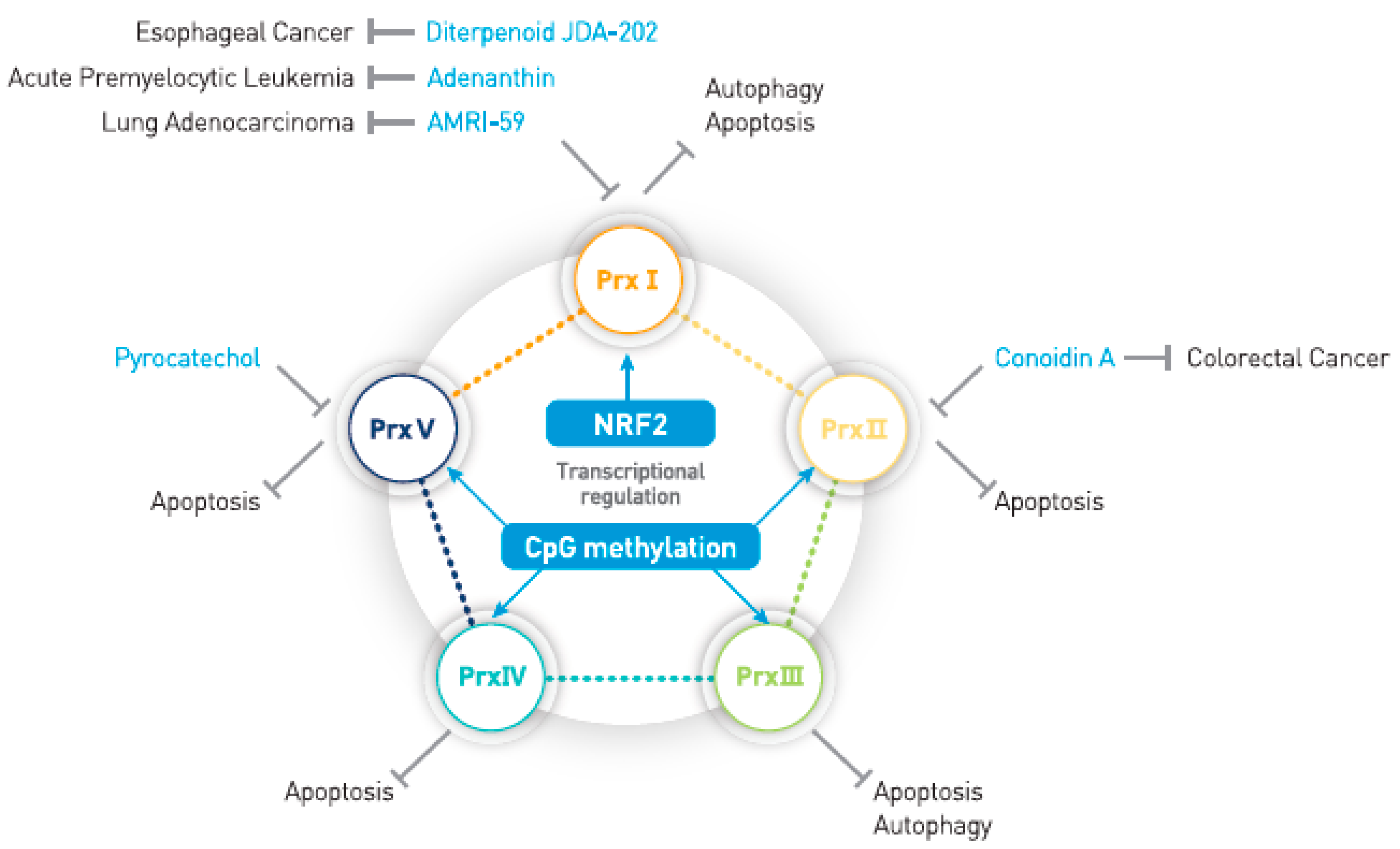 Antioxidants Free Full Text Cancer Associated Function Of 2 Cys Peroxiredoxin Subtypes As A Survival Gatekeeper Html