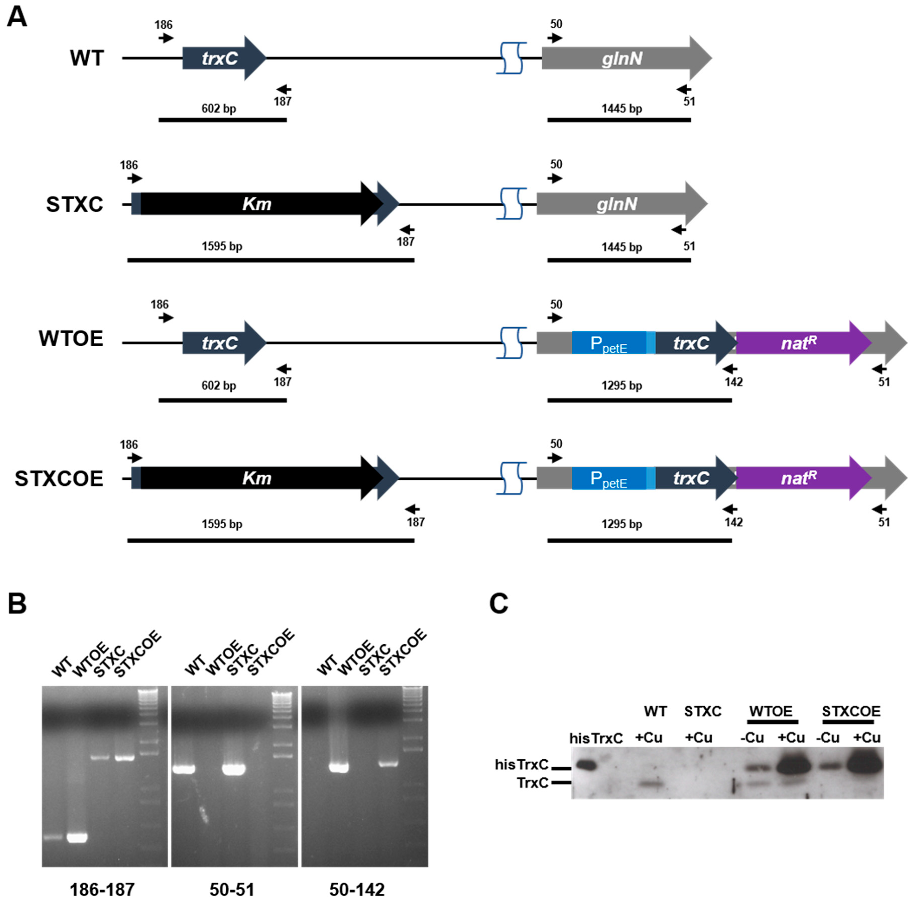 Antioxidants 07 00164 g002 Antioxidants 07 00164 g002