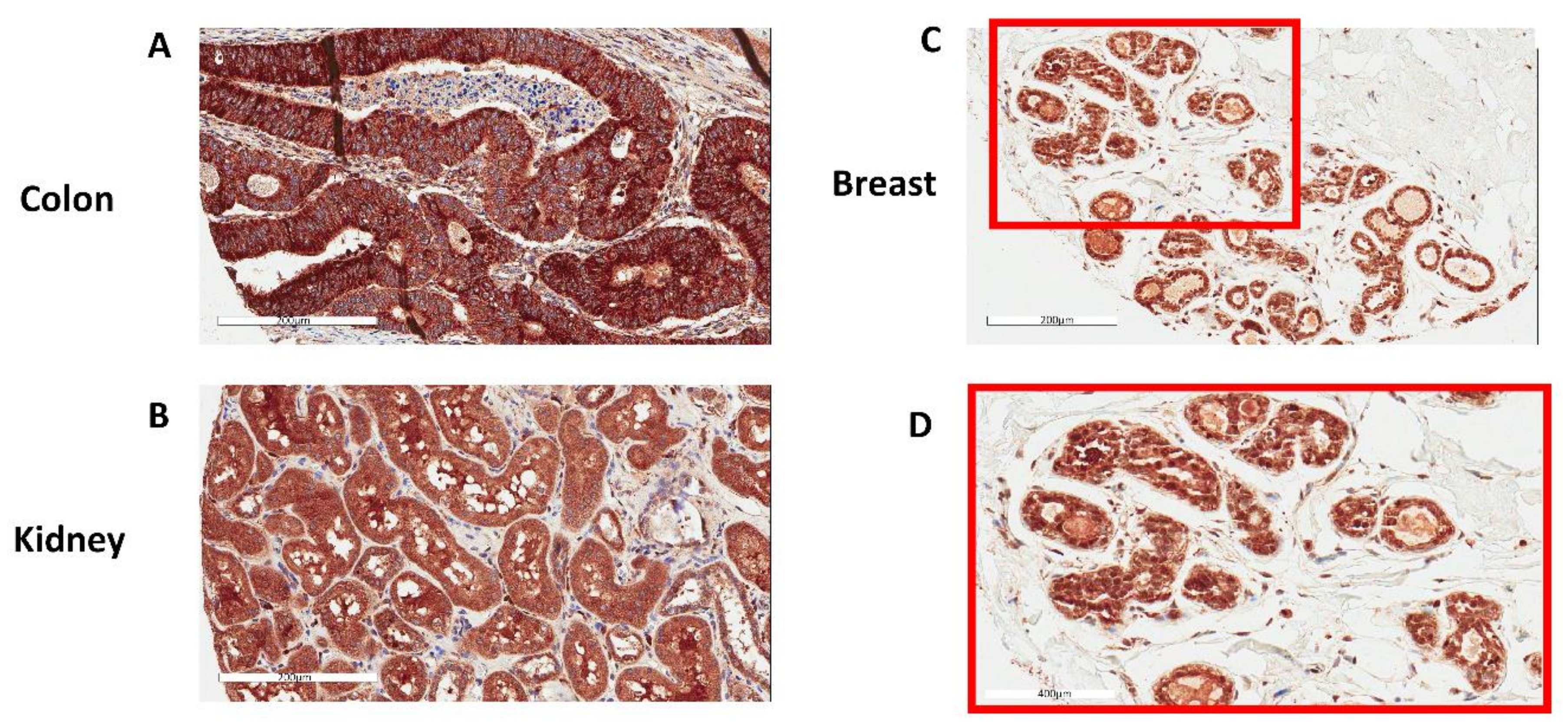 Antioxidants 07 00167 g002 Antioxidants 07 00167 g002