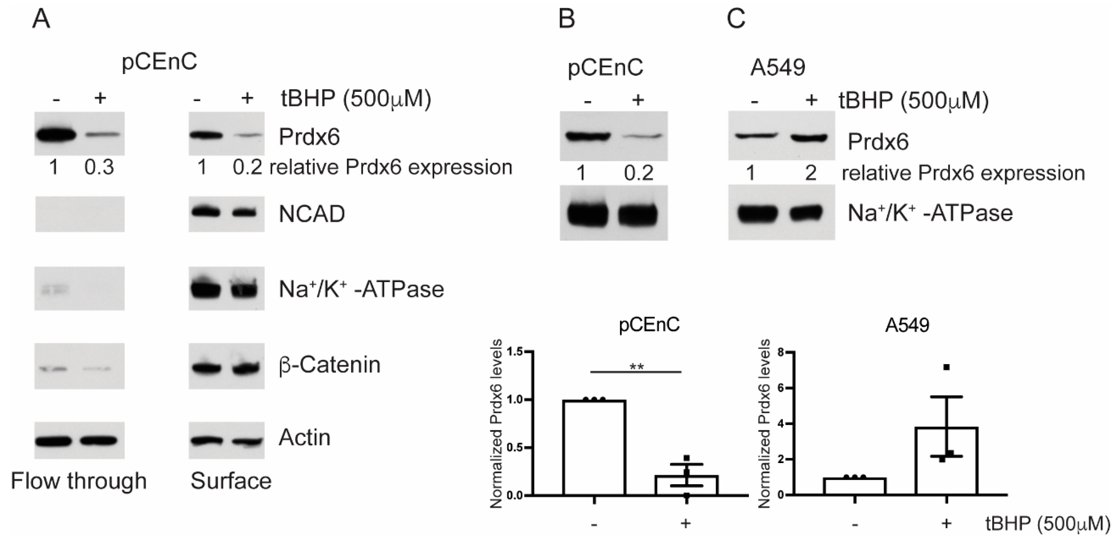 Antioxidants 07 00180 g002