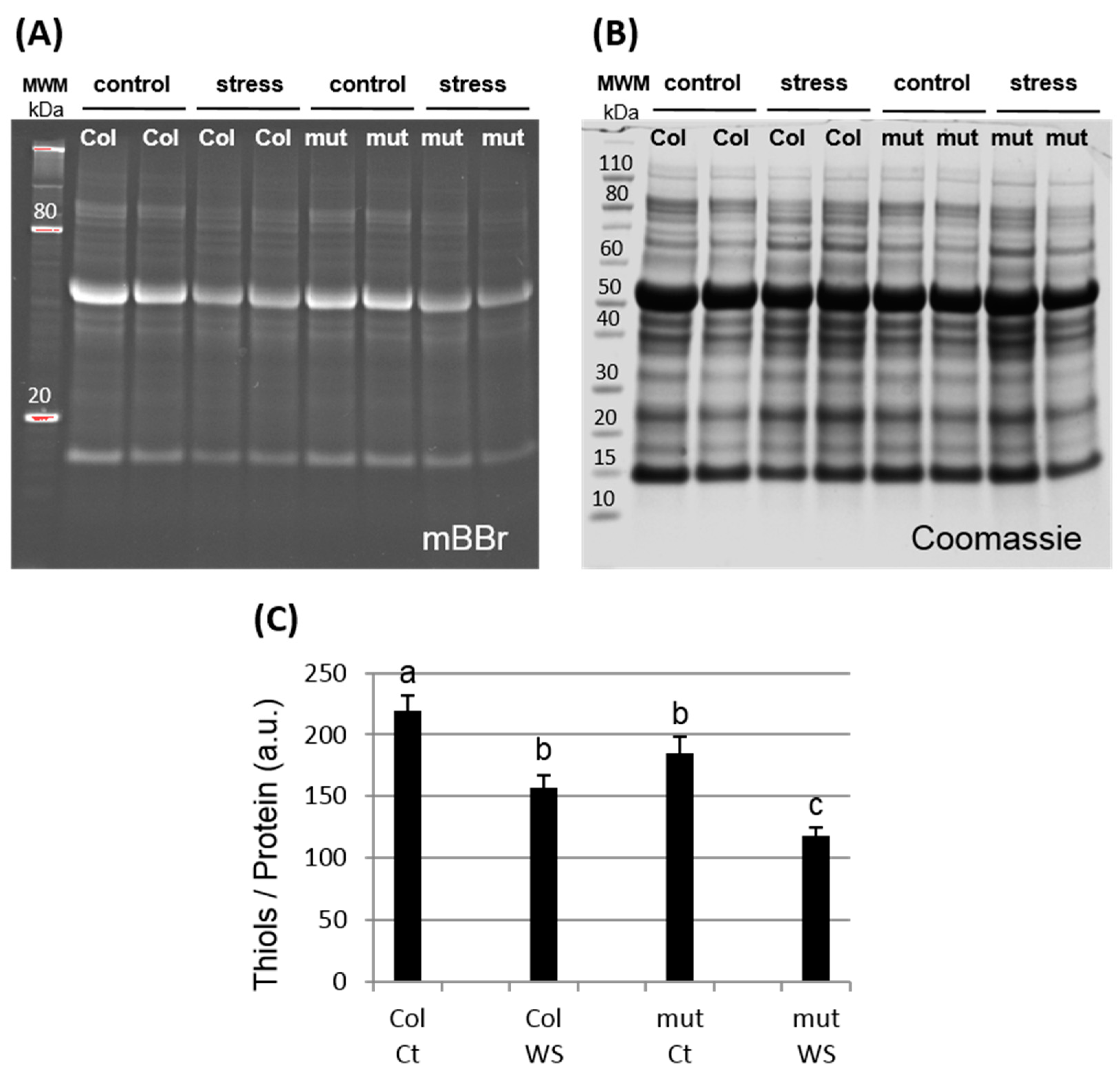 Antioxidants 07 00183 g004 Antioxidants 07 00183 g004