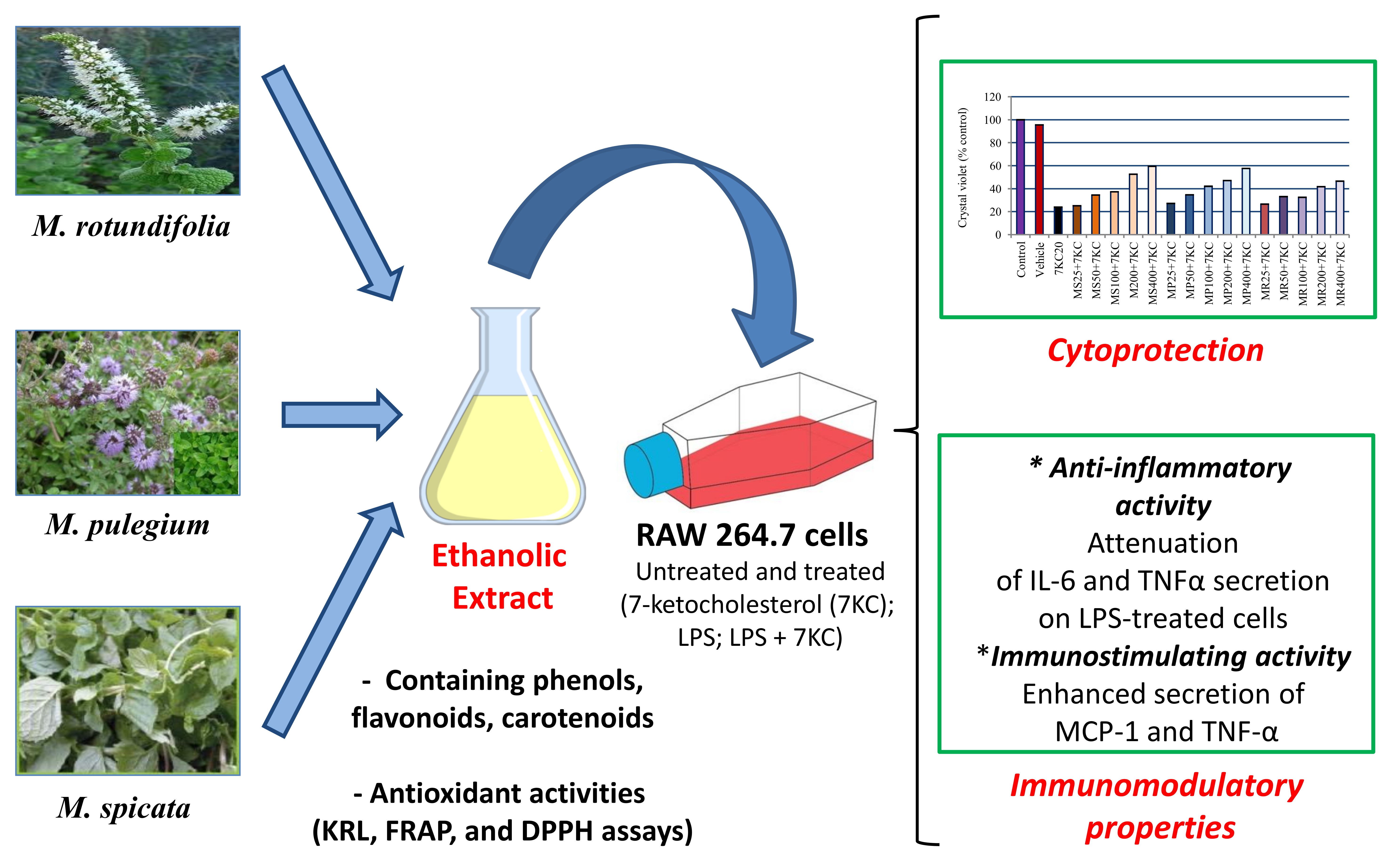 Antioxidants Free FullText Evaluation of Antioxidant, Anti