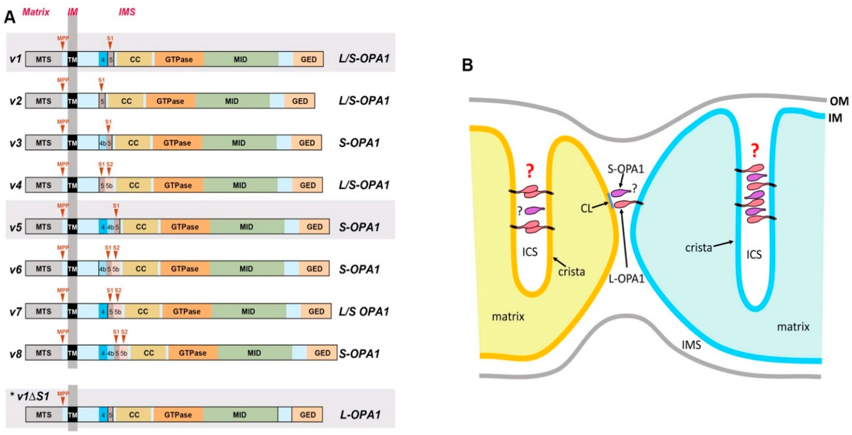 Antioxidants 07 00186 g003 Antioxidants 07 00186 g003