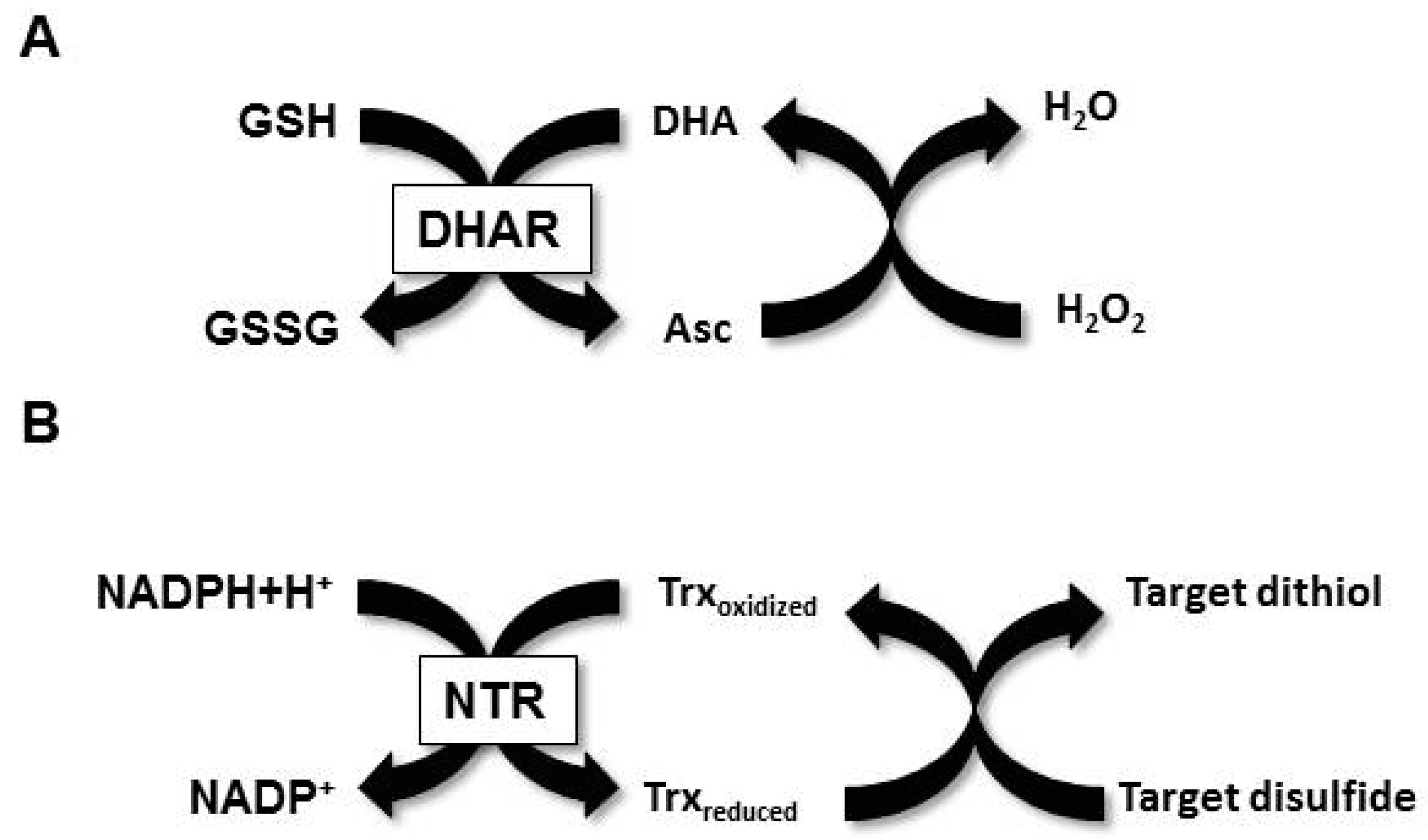 Antioxidants 07 00190 g001 Antioxidants 07 00190 g001