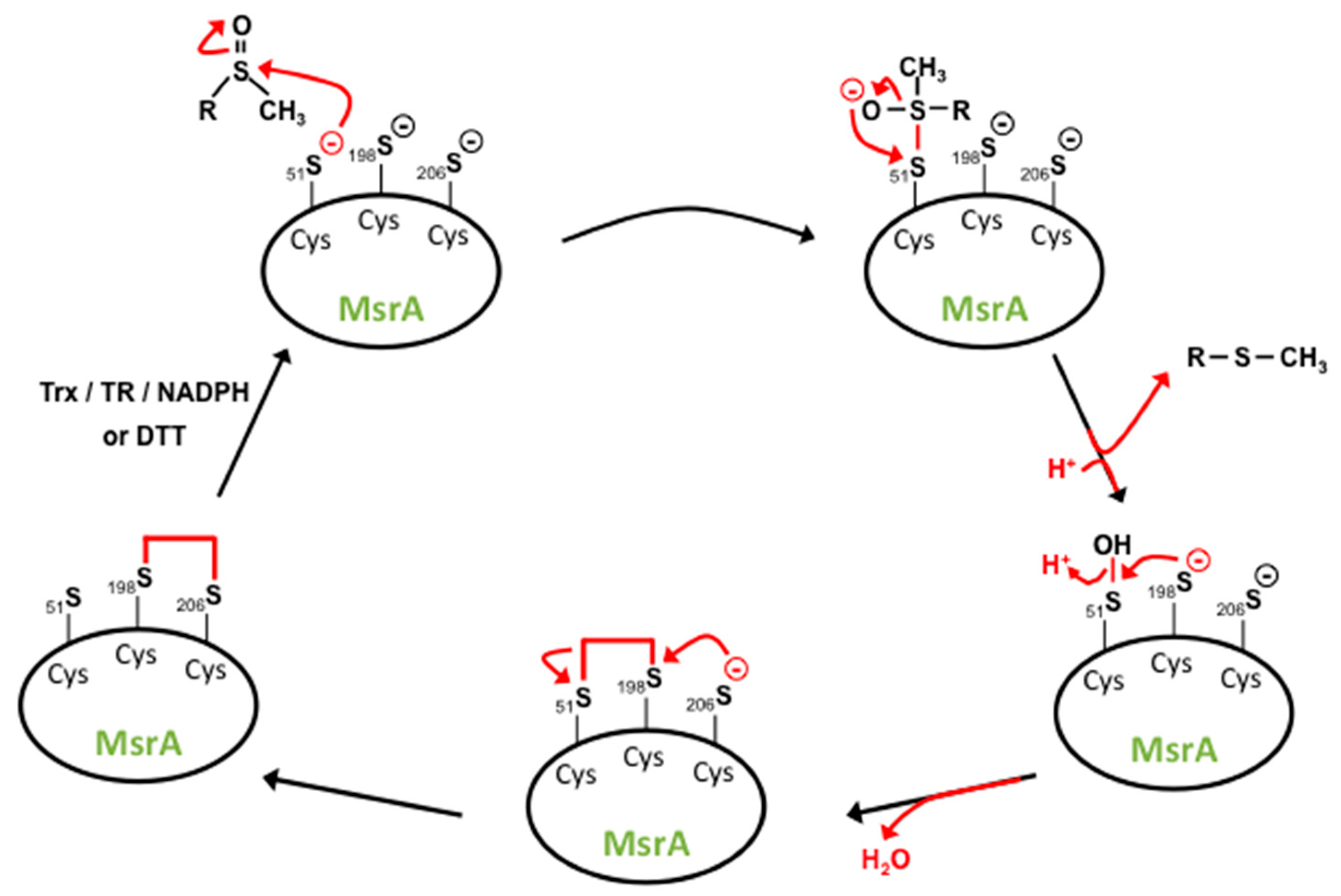 Antioxidants Free Full Text The Oxidized Protein Repair Enzymes Methionine Sulfoxide Reductases And Their Roles In Protecting Against Oxidative Stress In Ageing And In Regulating Protein Function Html