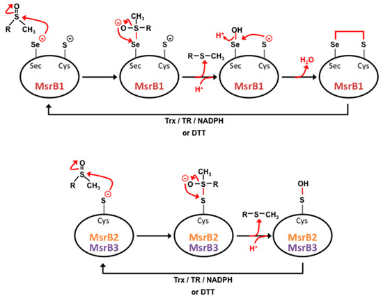 Antioxidants Free Full Text The Oxidized Protein Repair Enzymes Methionine Sulfoxide Reductases And Their Roles In Protecting Against Oxidative Stress In Ageing And In Regulating Protein Function Html