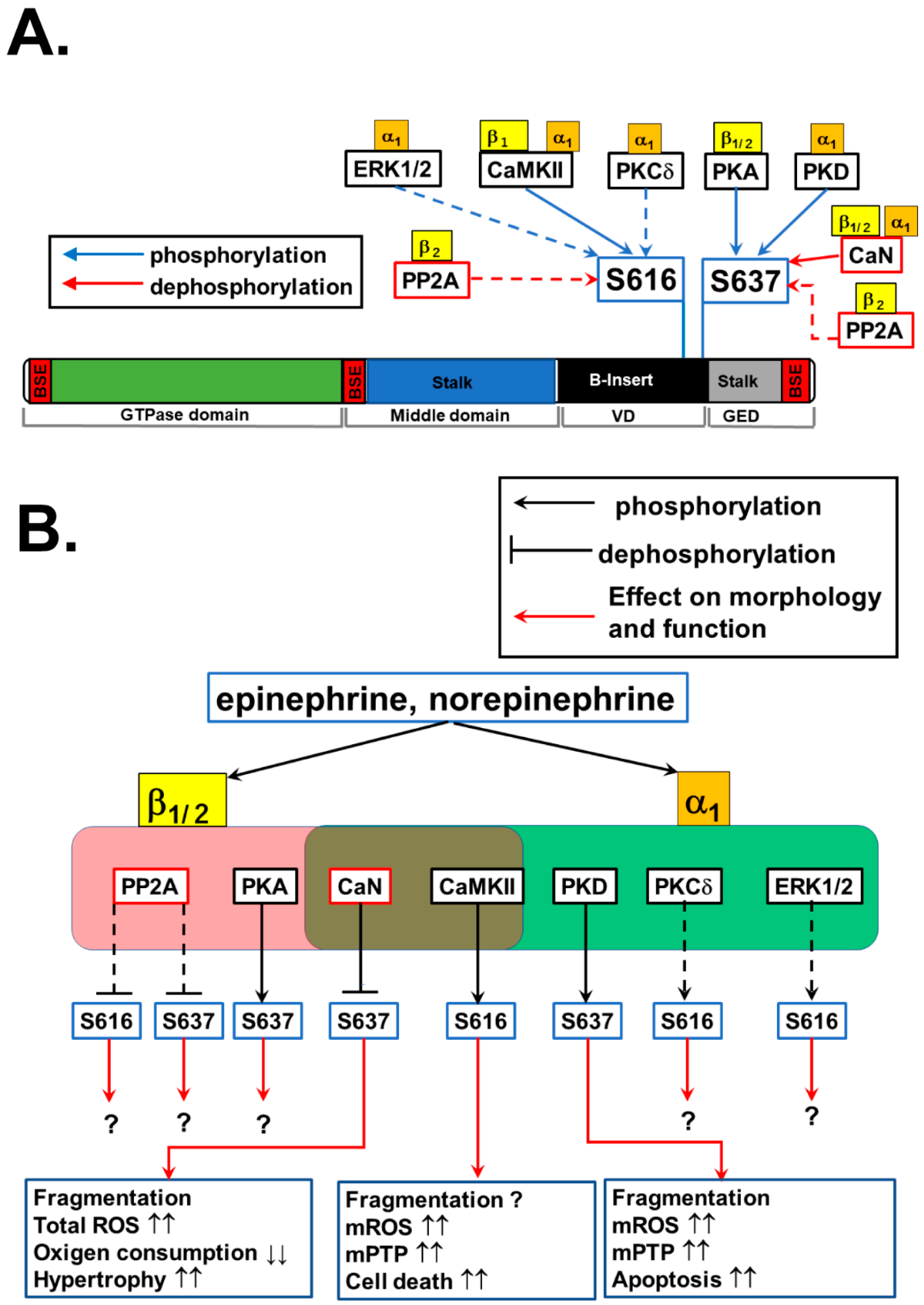 Adrenergic Regulation of Drp1-Driven Mitochondrial Fission