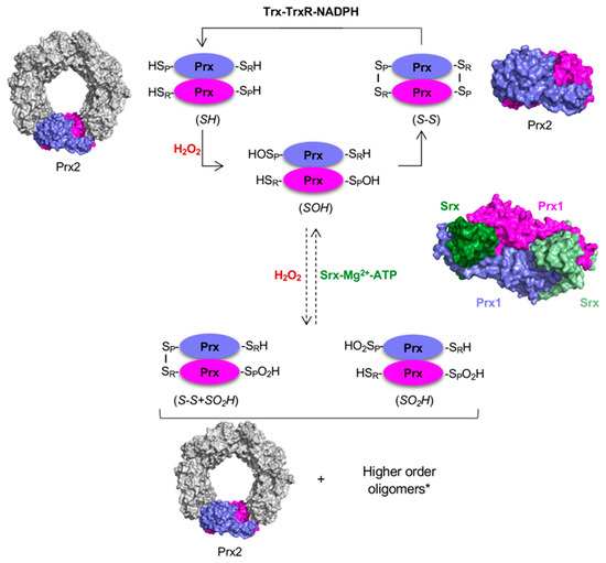 Antioxidants Free FullText Peroxiredoxins in Cancer and Response