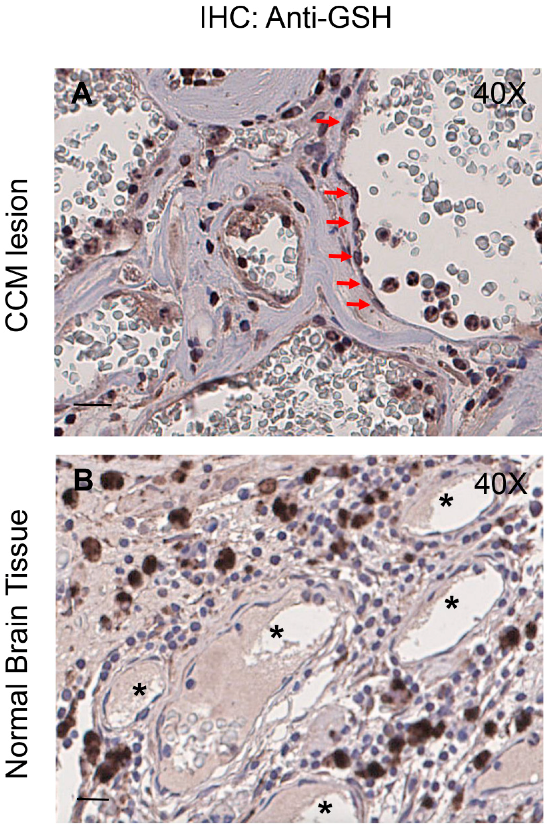 Antioxidants 08 00027 g008 Antioxidants 08 00027 g008