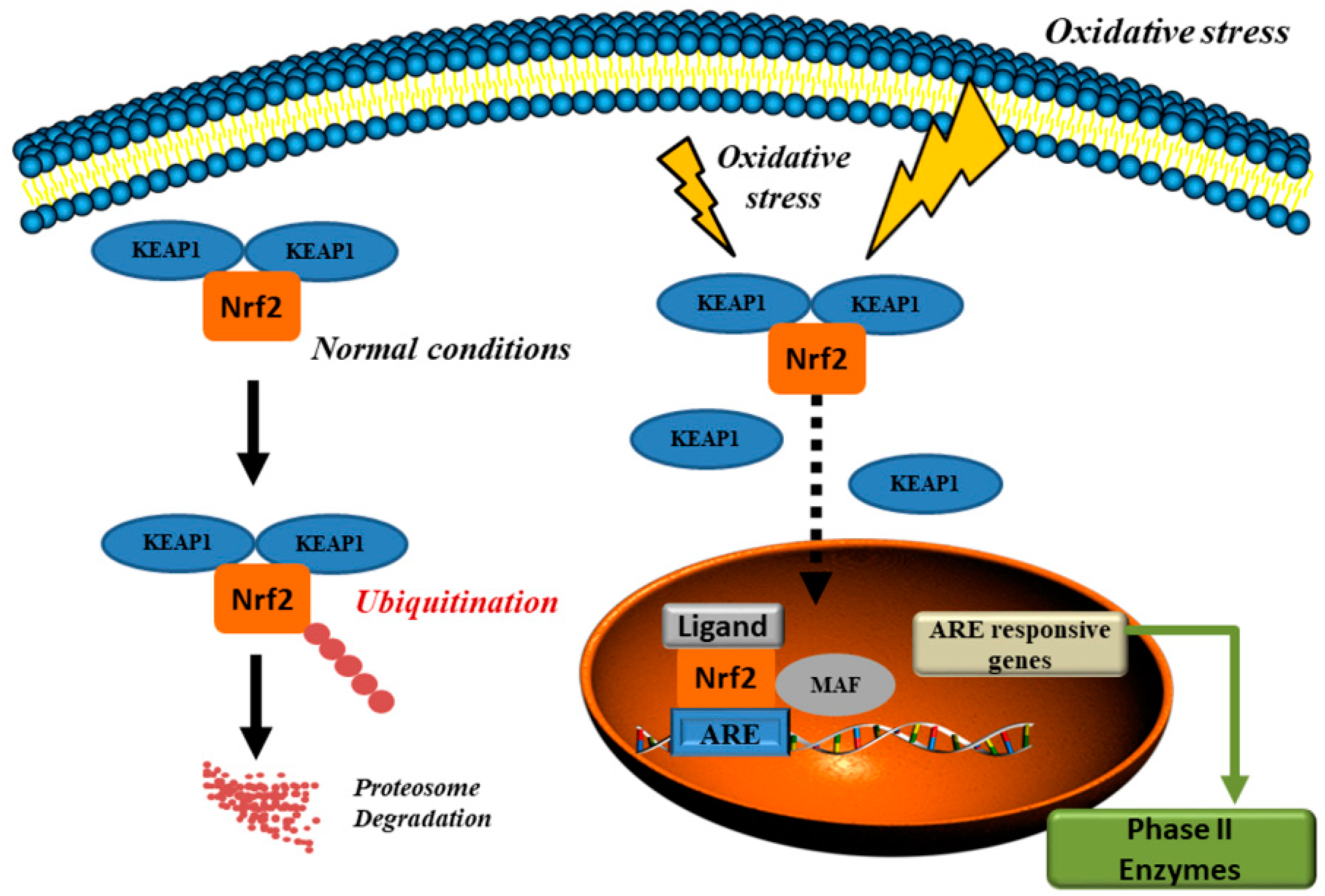 Antioxidants 08 00028 g002 Antioxidants 08 00028 g002