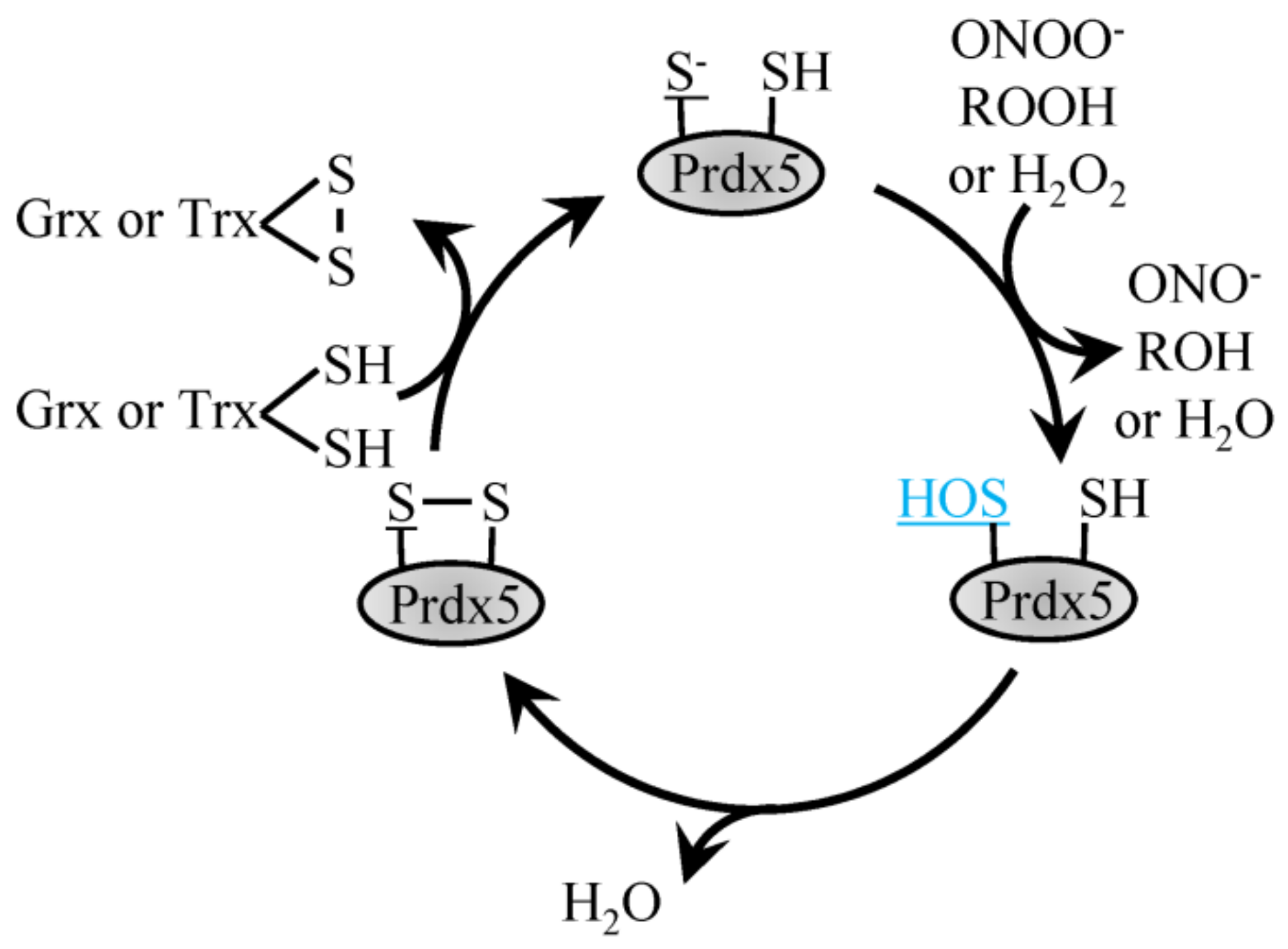 Antioxidants | Free Full-Text | Signals Getting Crossed in the 